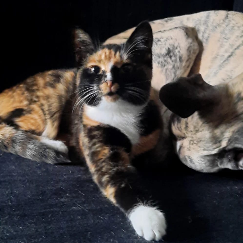 Zila