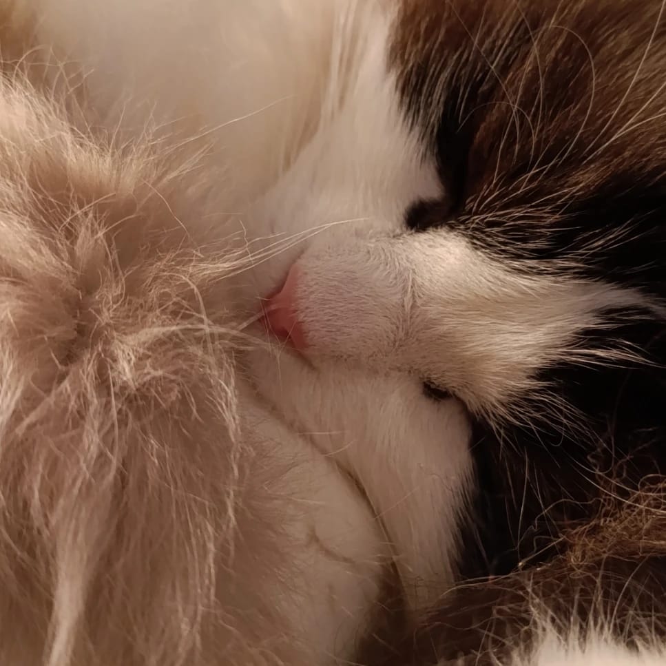 Oliver