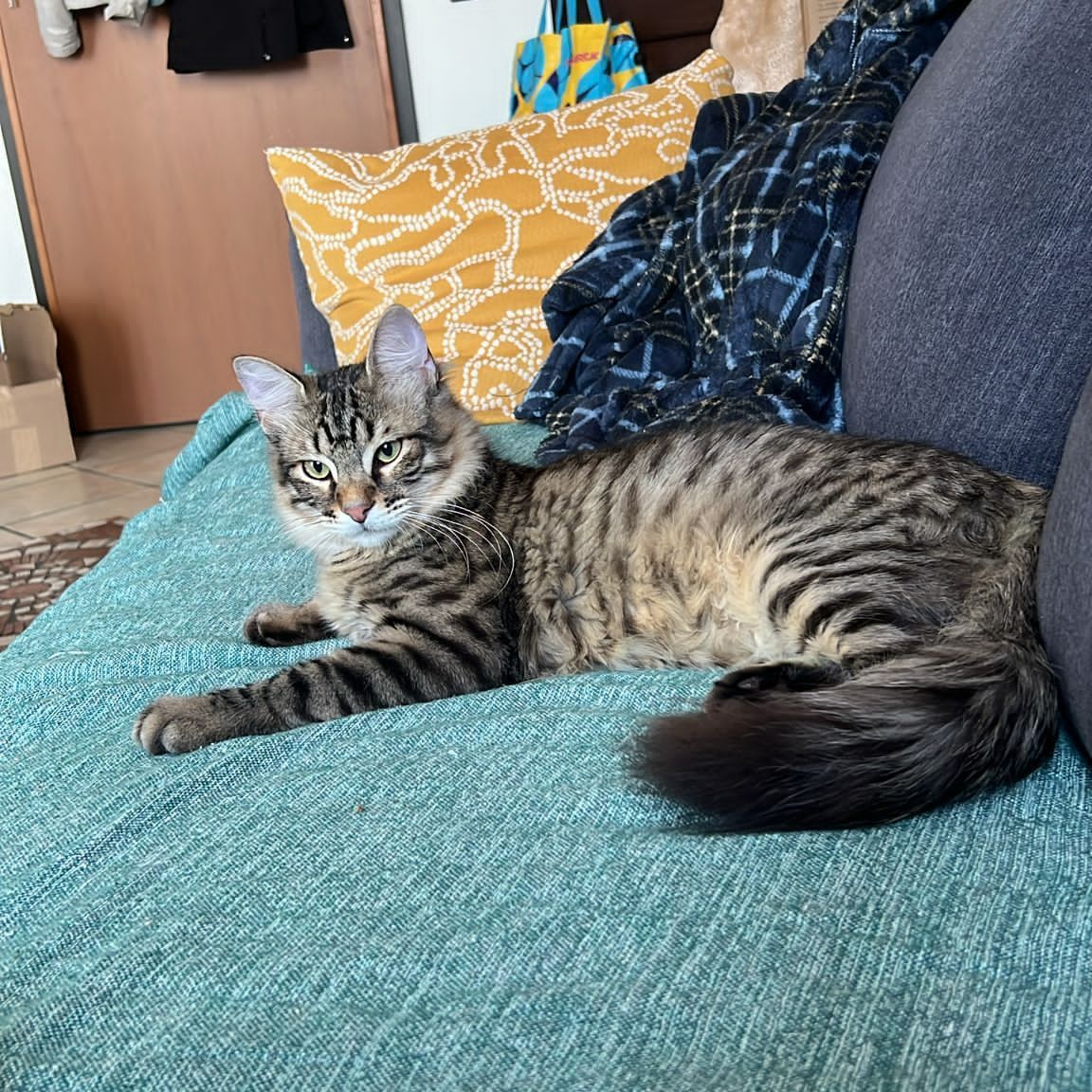 Merlino