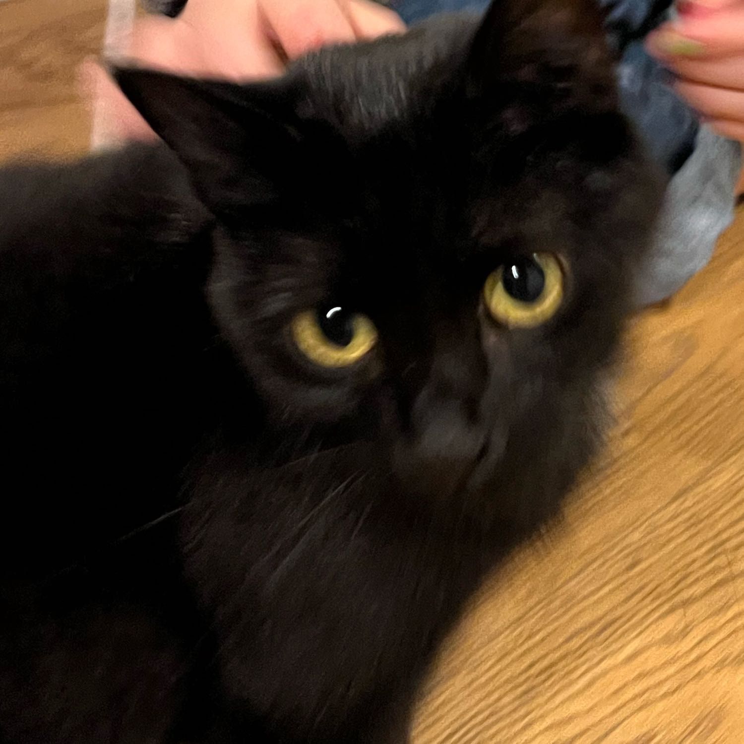 Akira