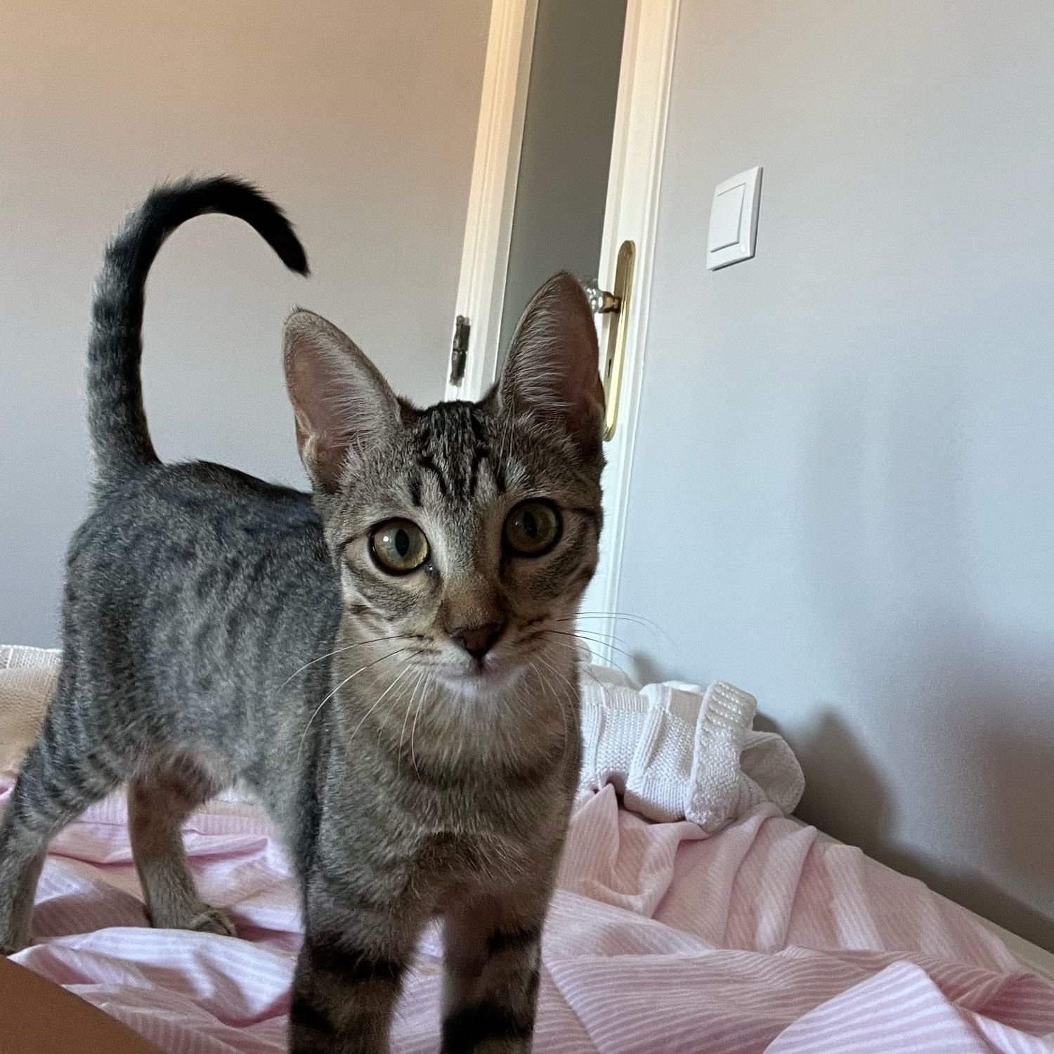 Fahnny