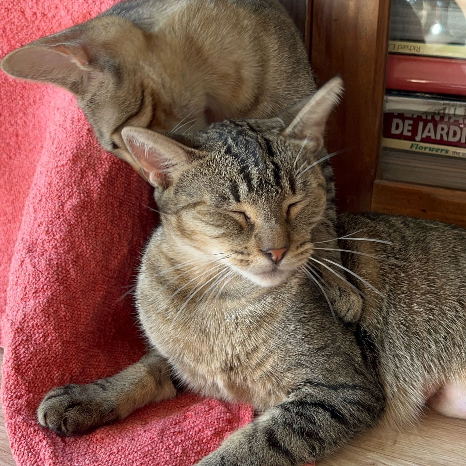 Mia