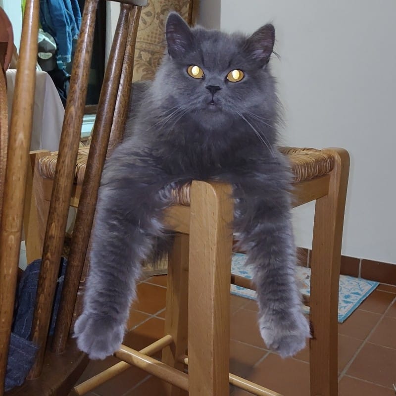 Noa
