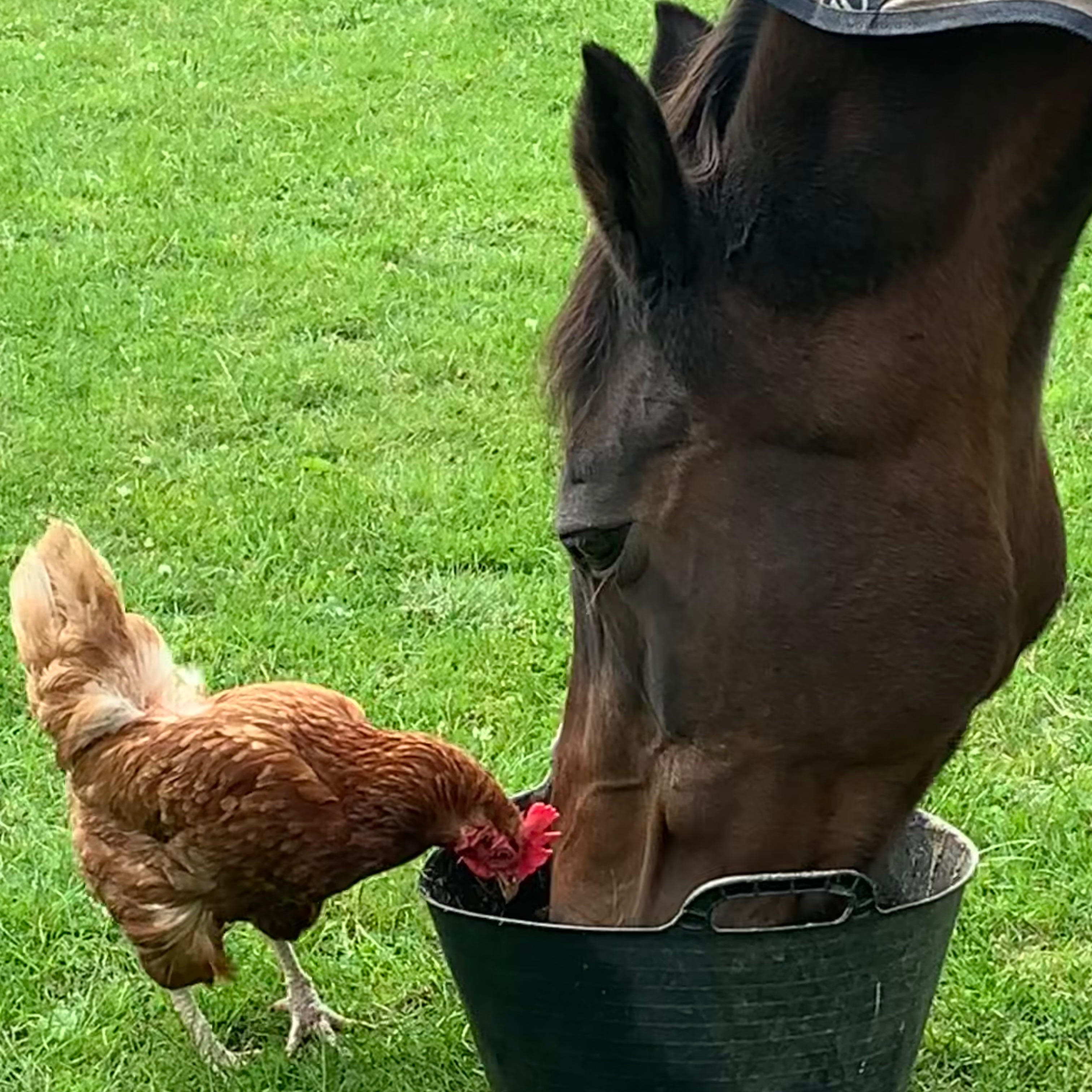 Chickens 