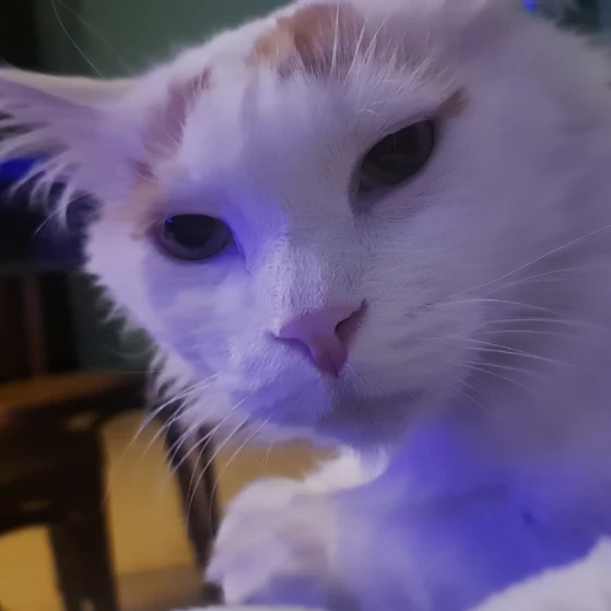 Jibsy