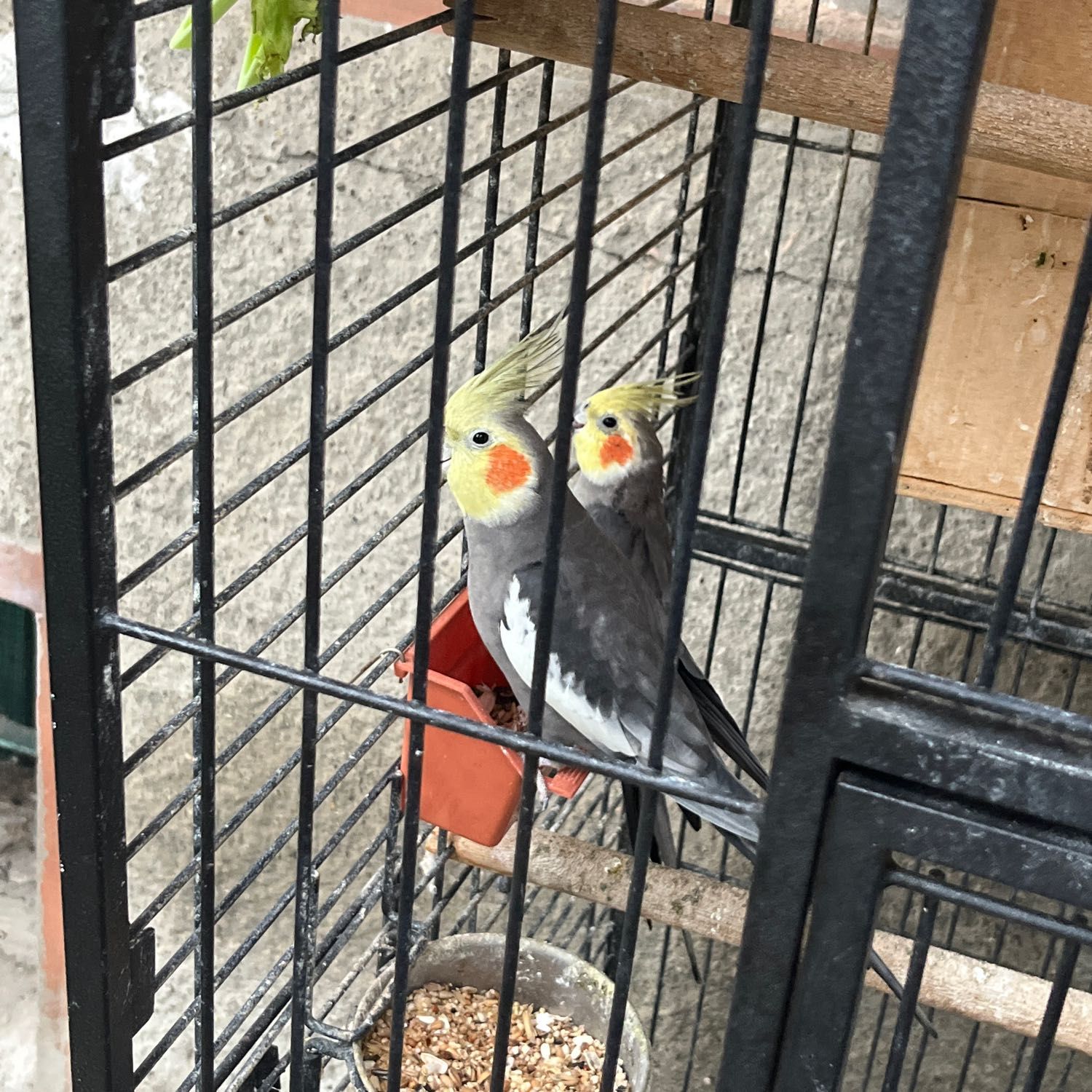 gin