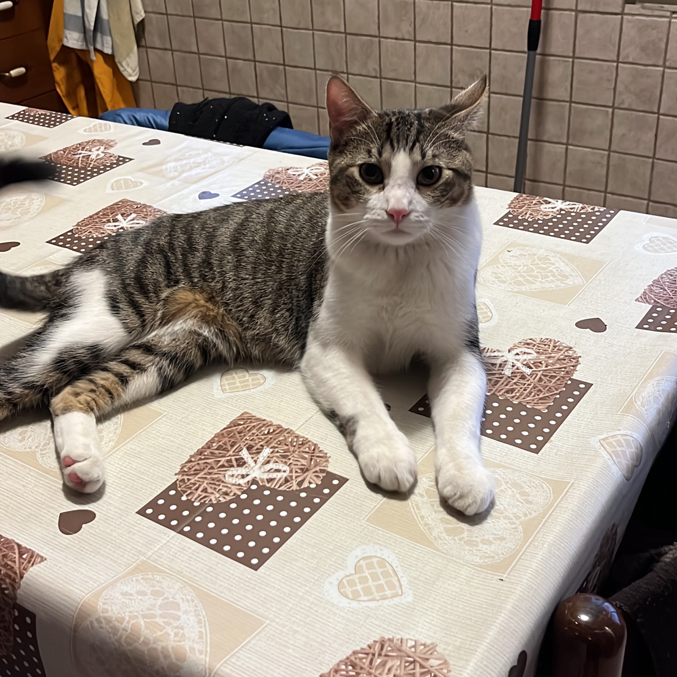 Teseo 