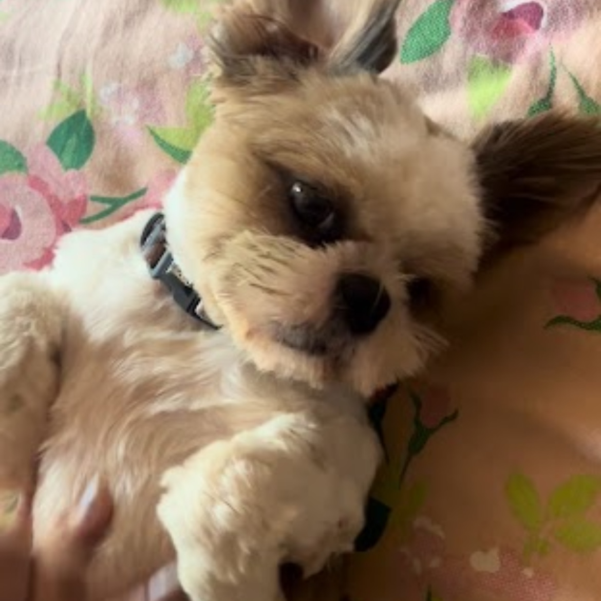 Lizi