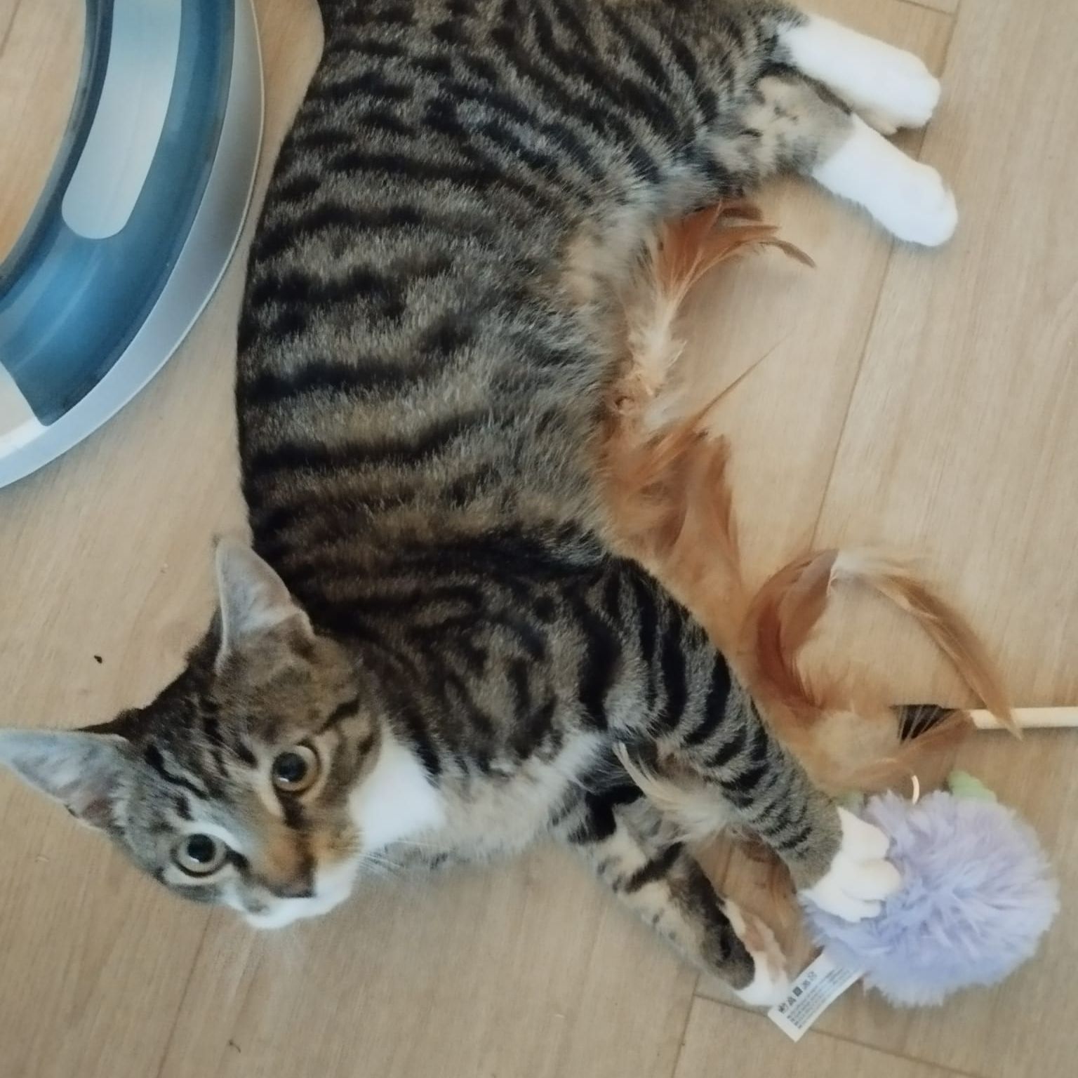 Zefir