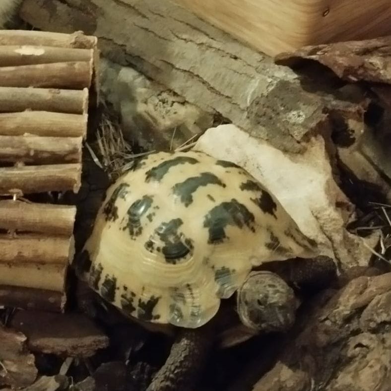 Cecyl