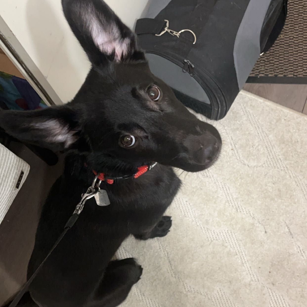 Arlo