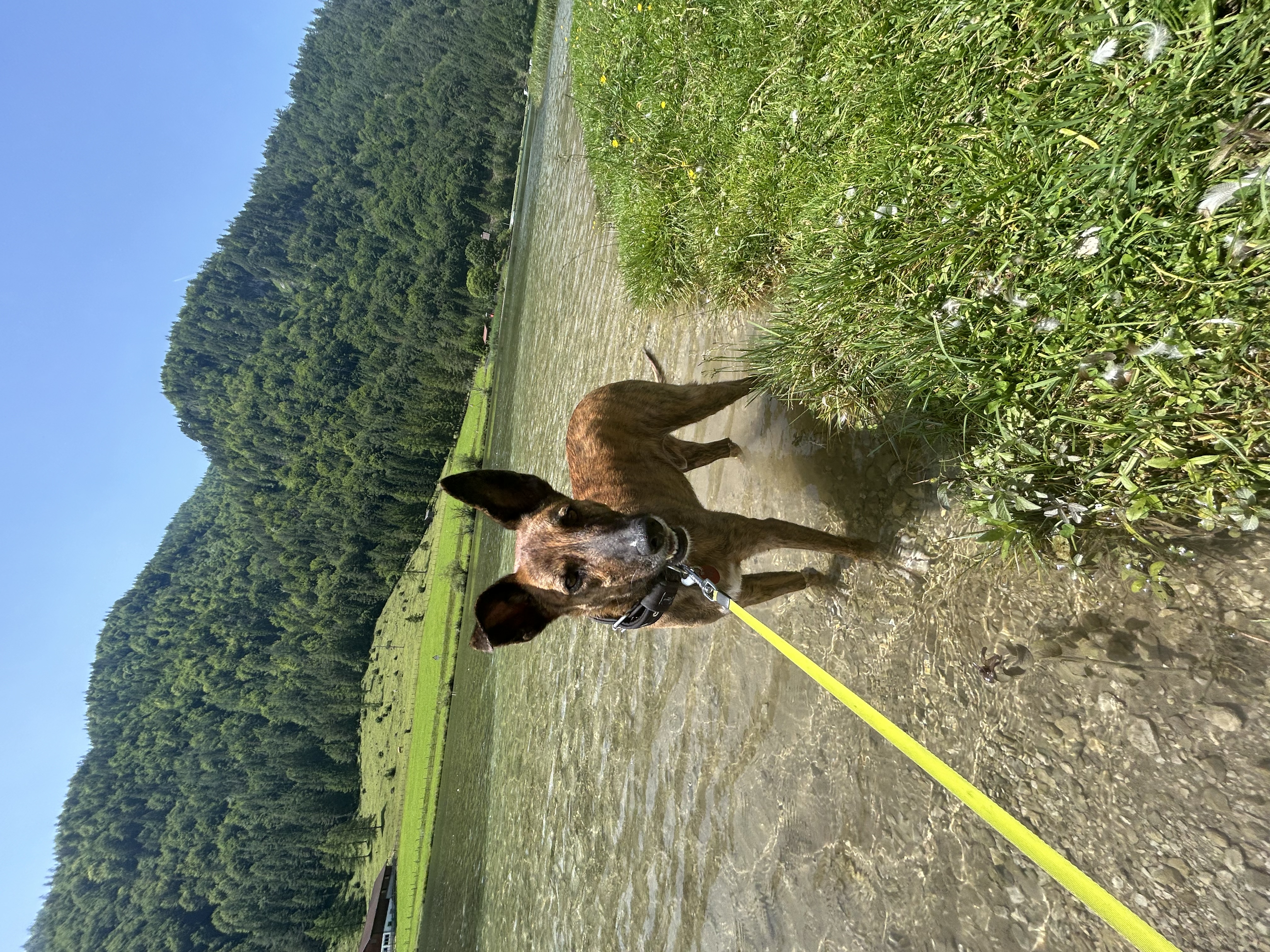 image-7