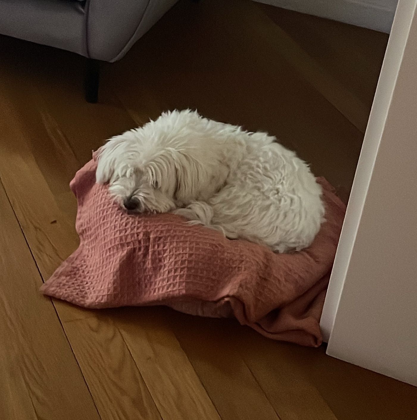 Muffin