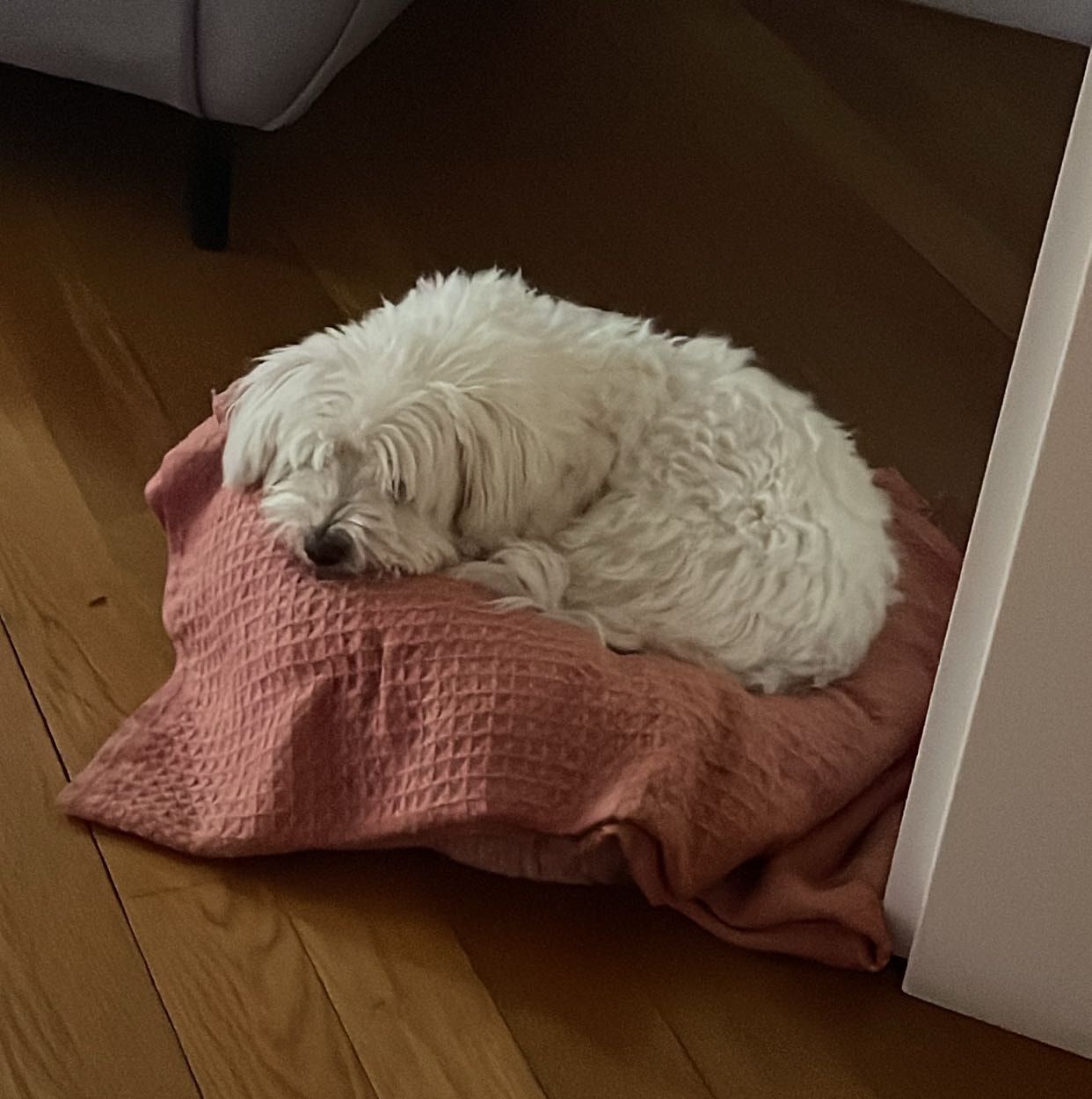 Muffin