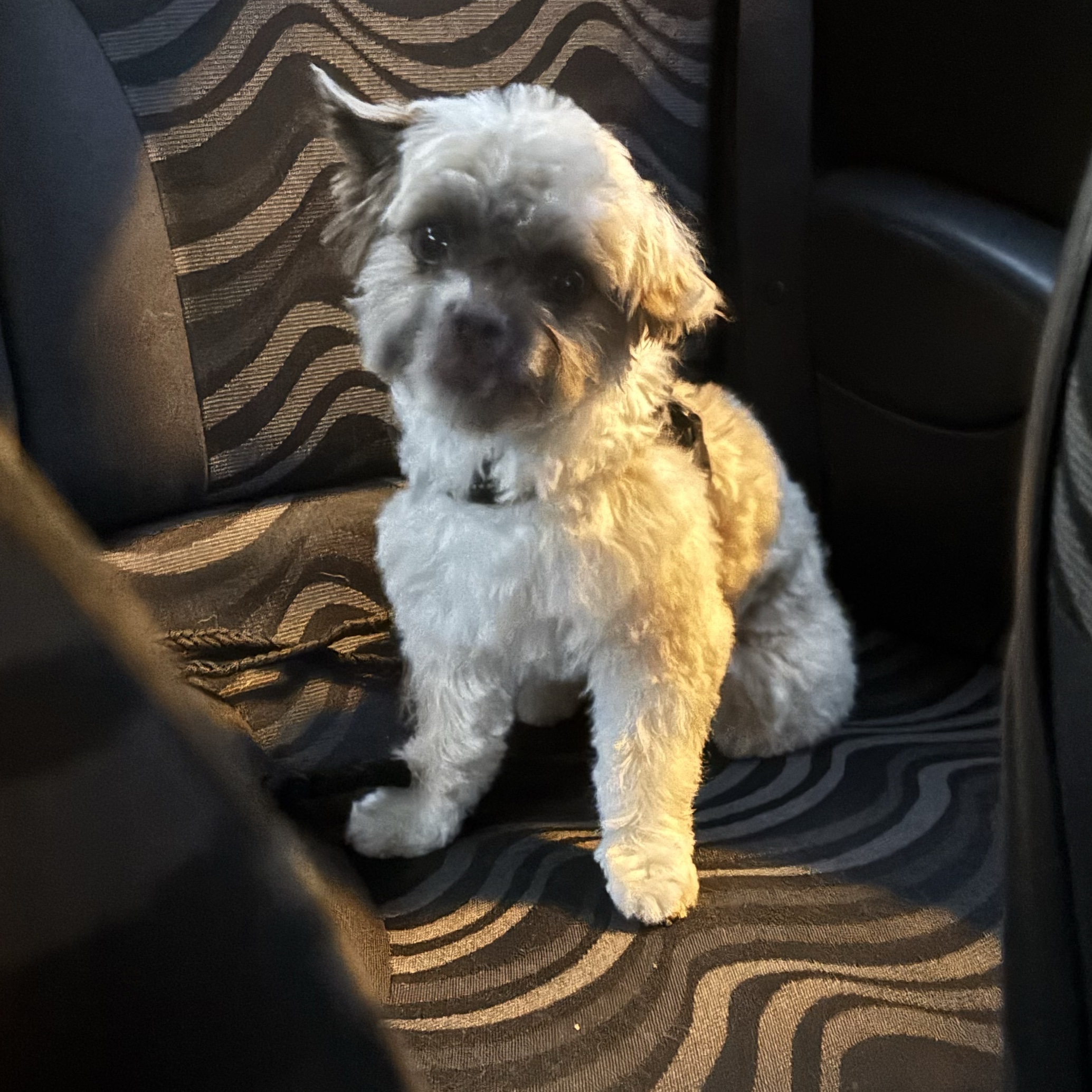 Brutus 