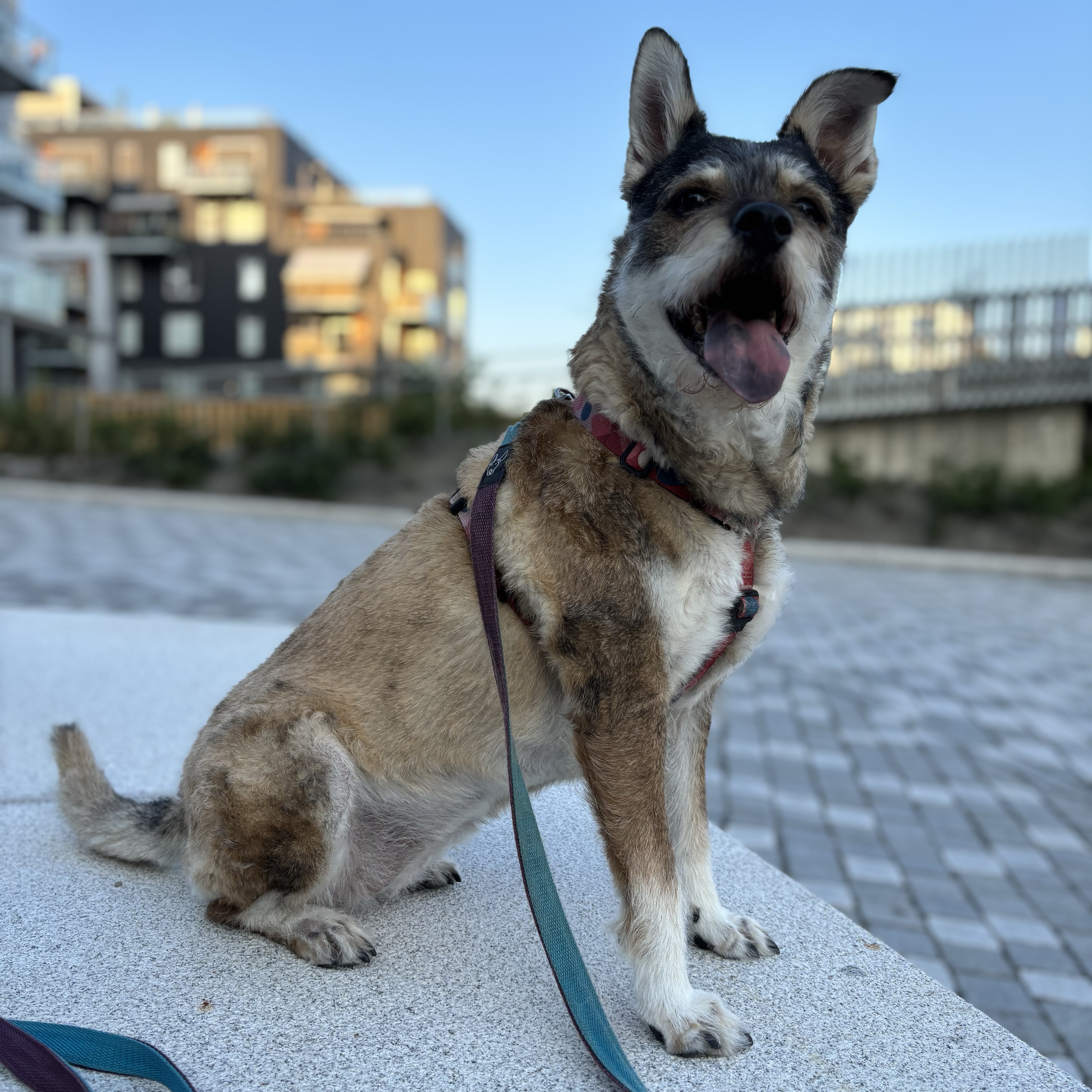 Milú