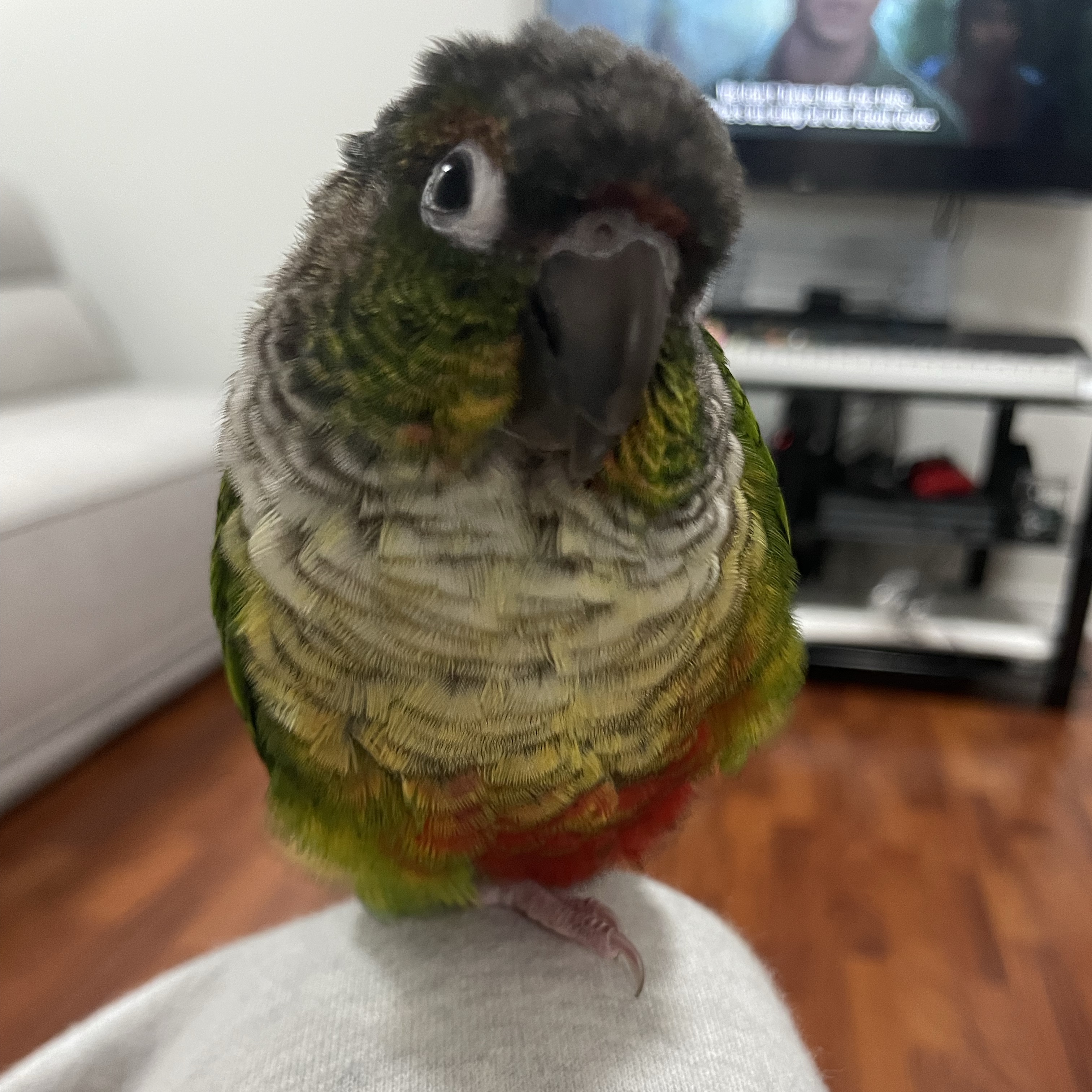 Elliot