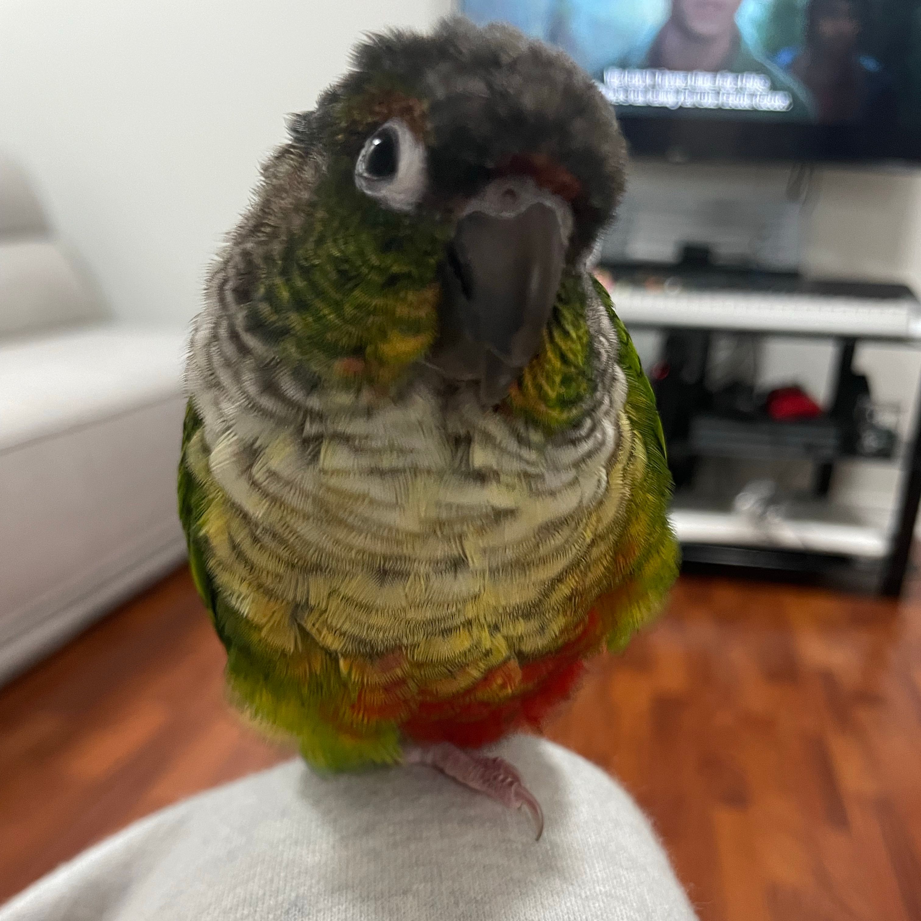 Elliot
