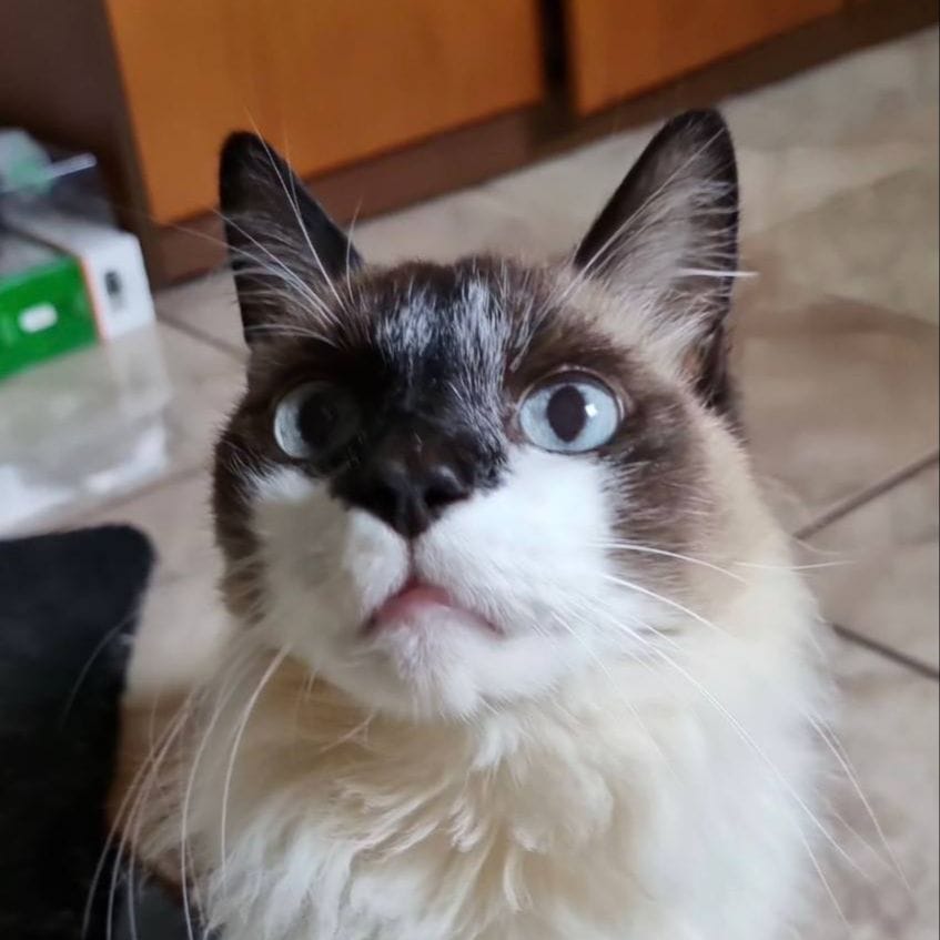 Nicolau