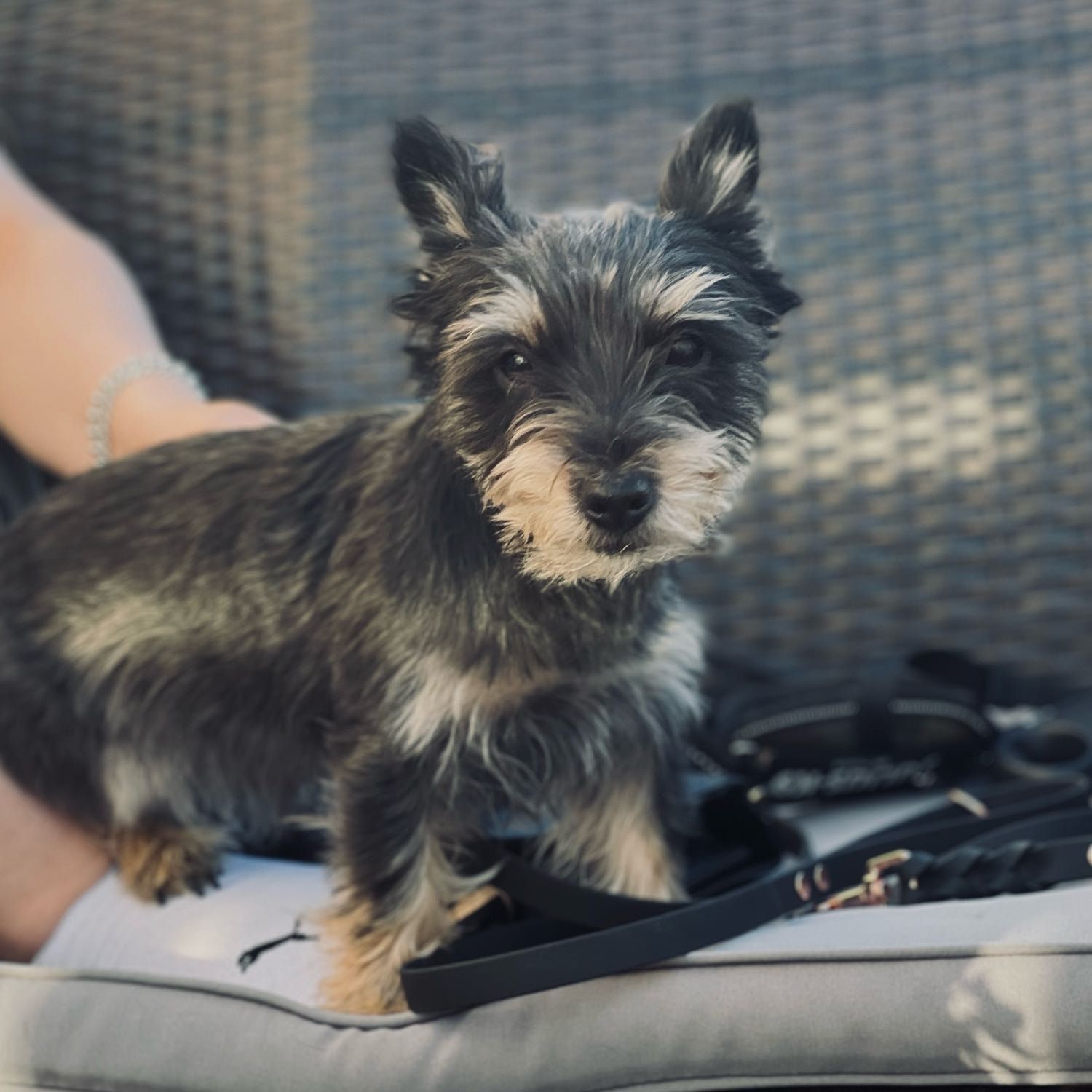 Nelli