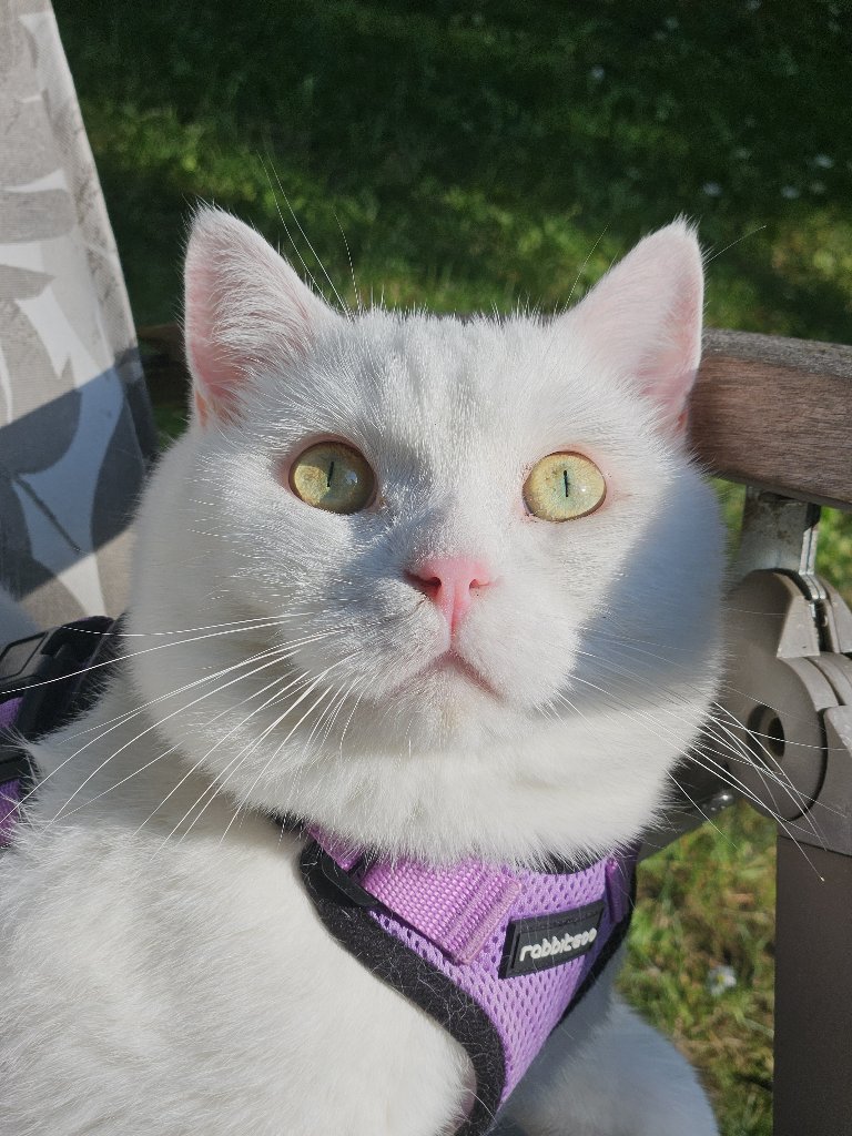 Kami