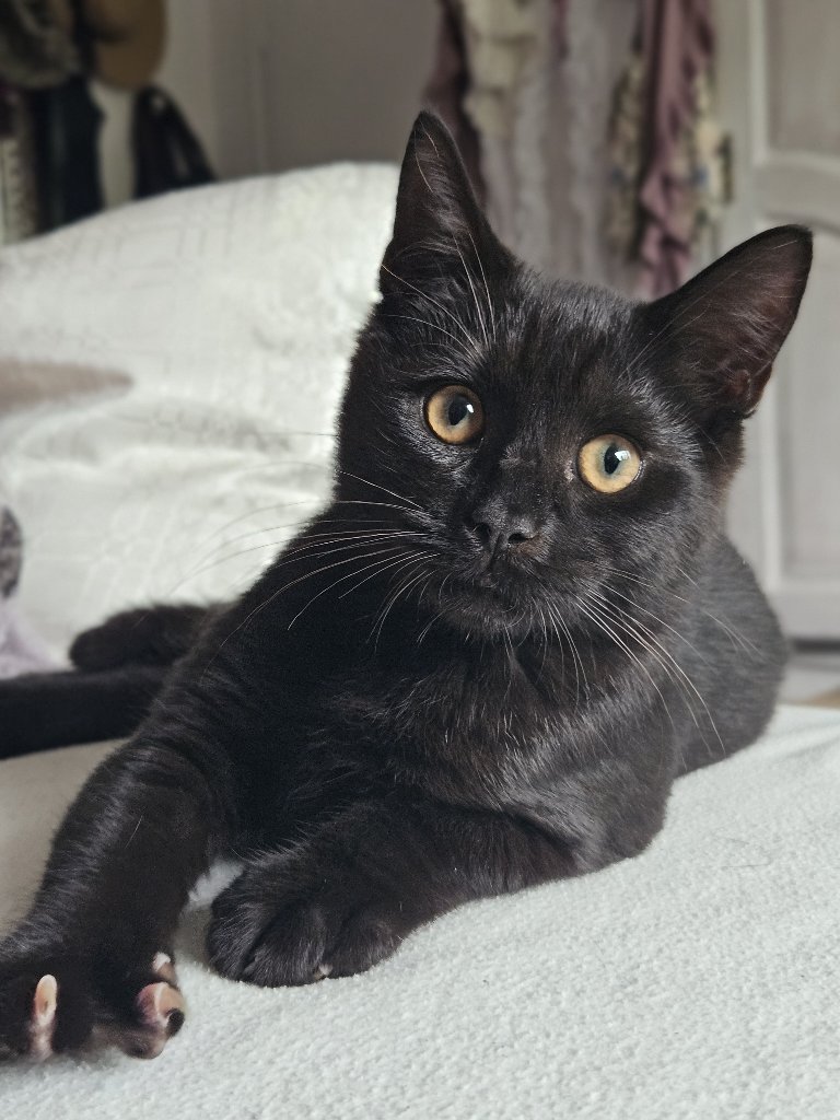 Odin