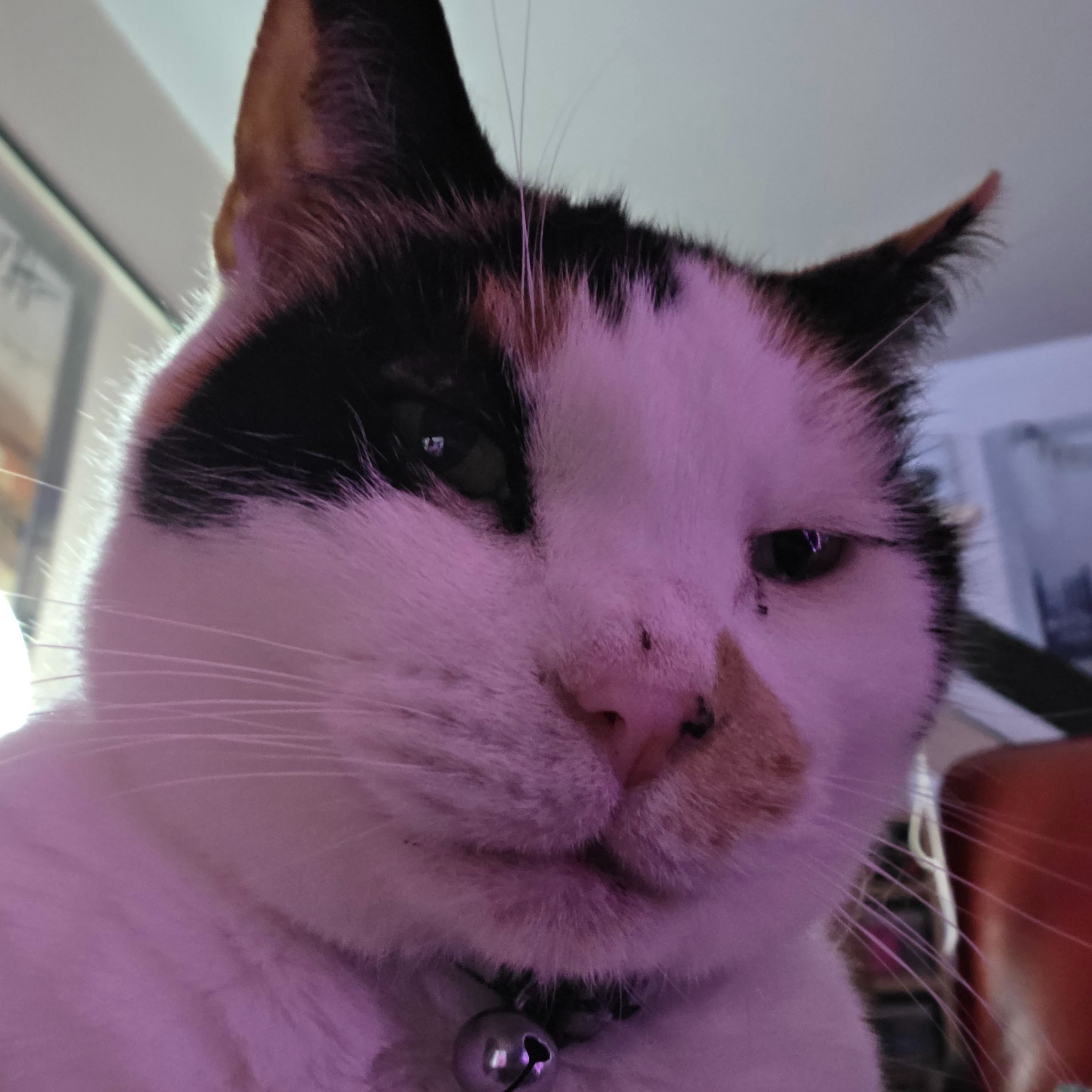Shellie Bellie Biter
