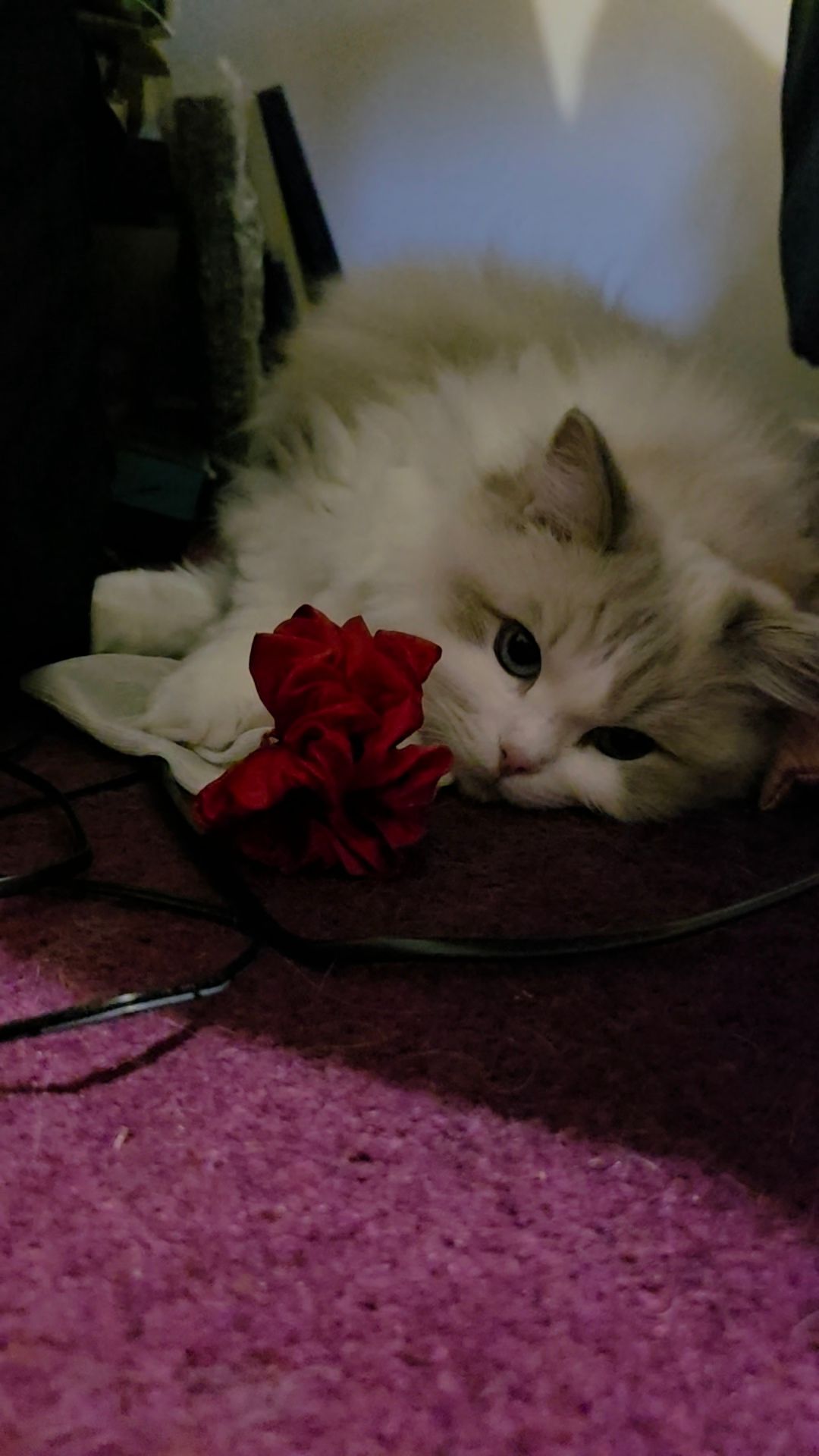 image-7