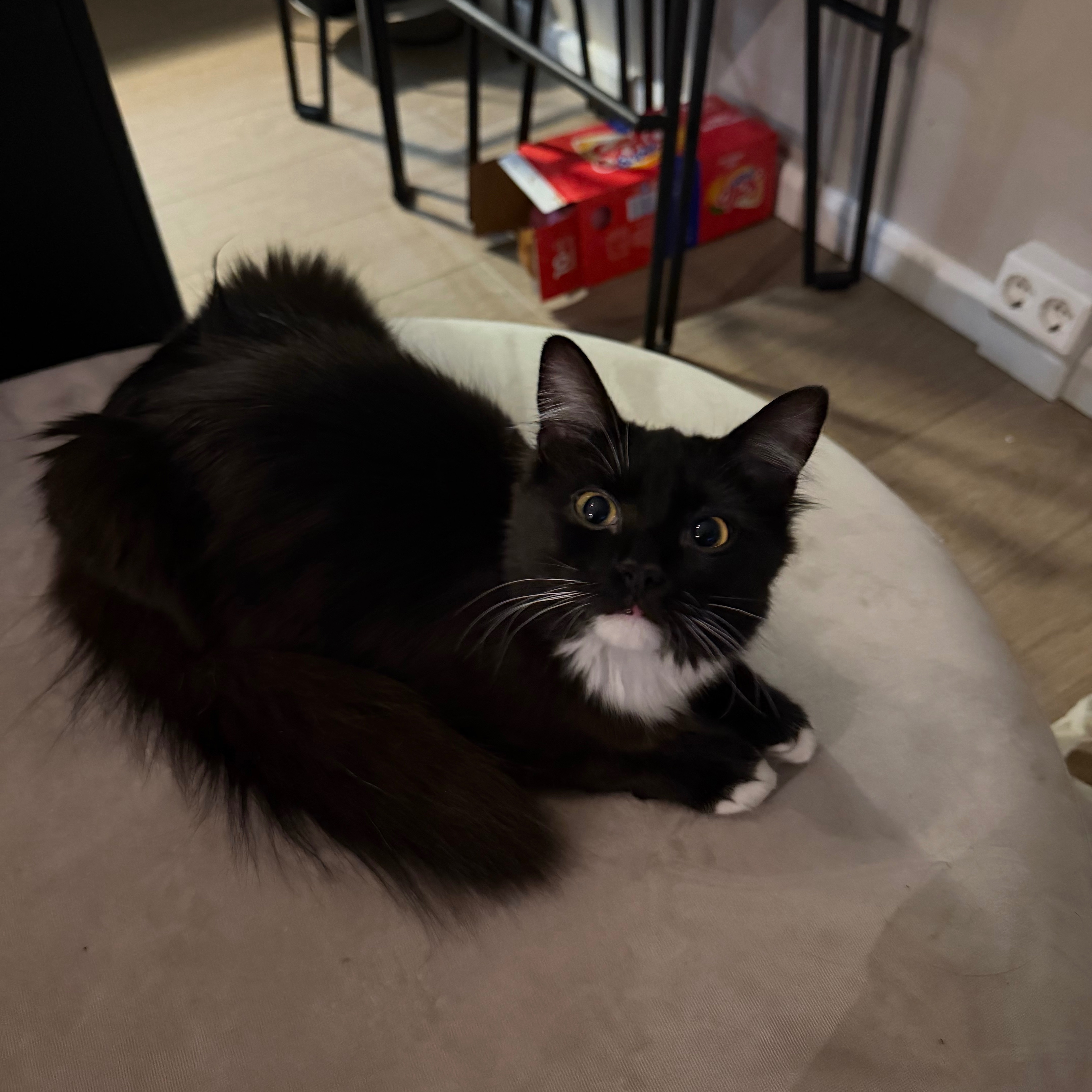 Bean