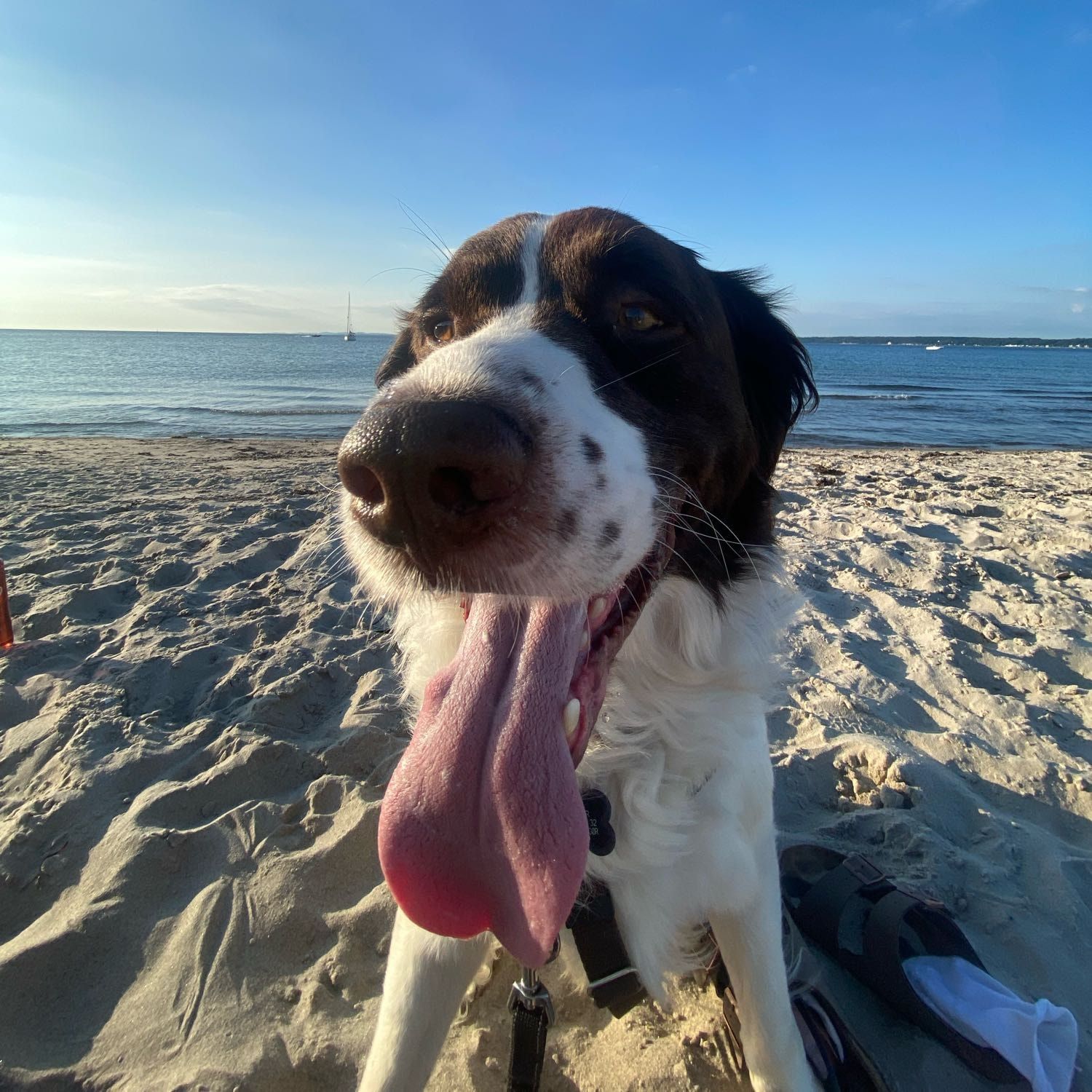 Cooper