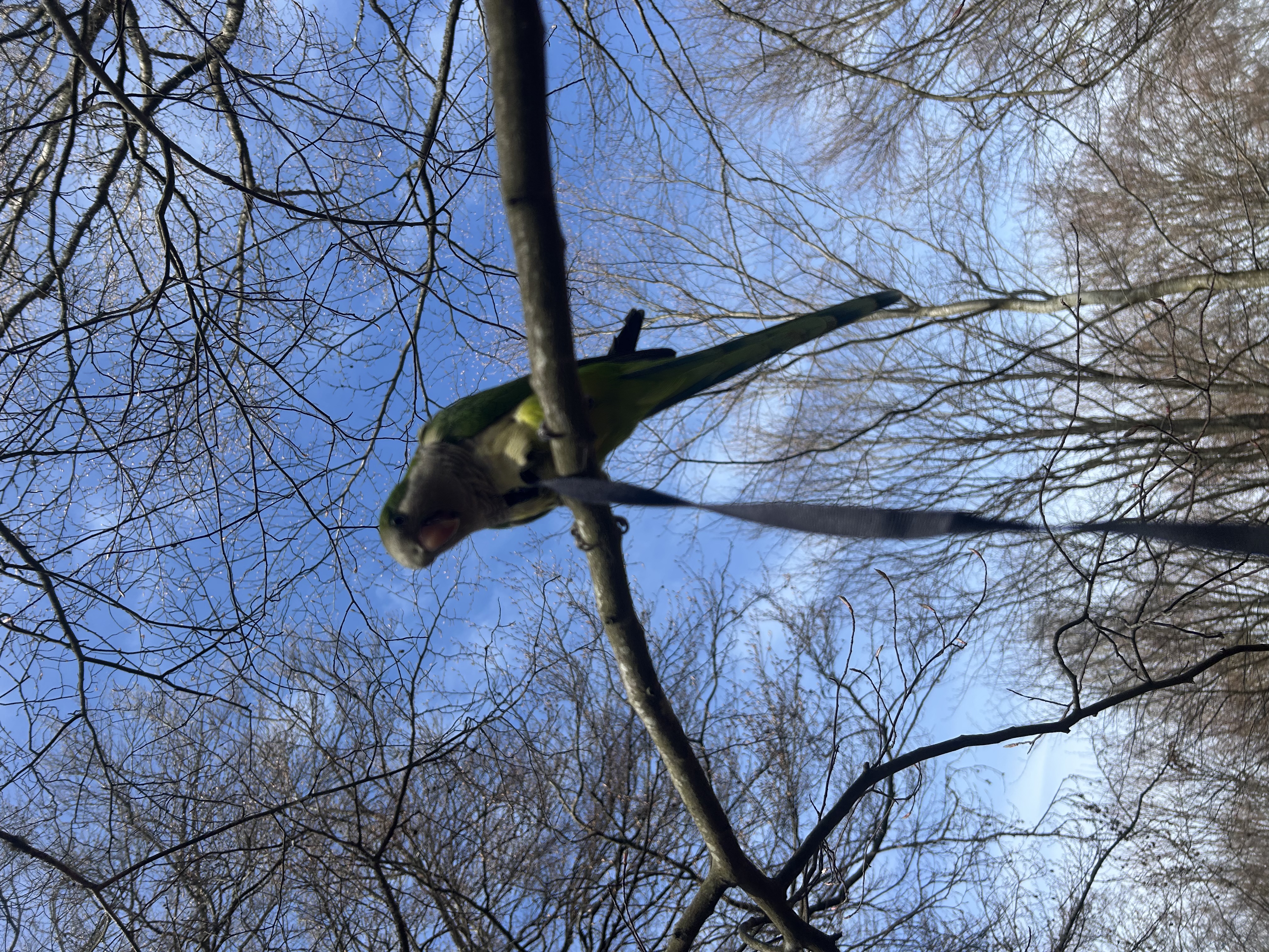 image-1