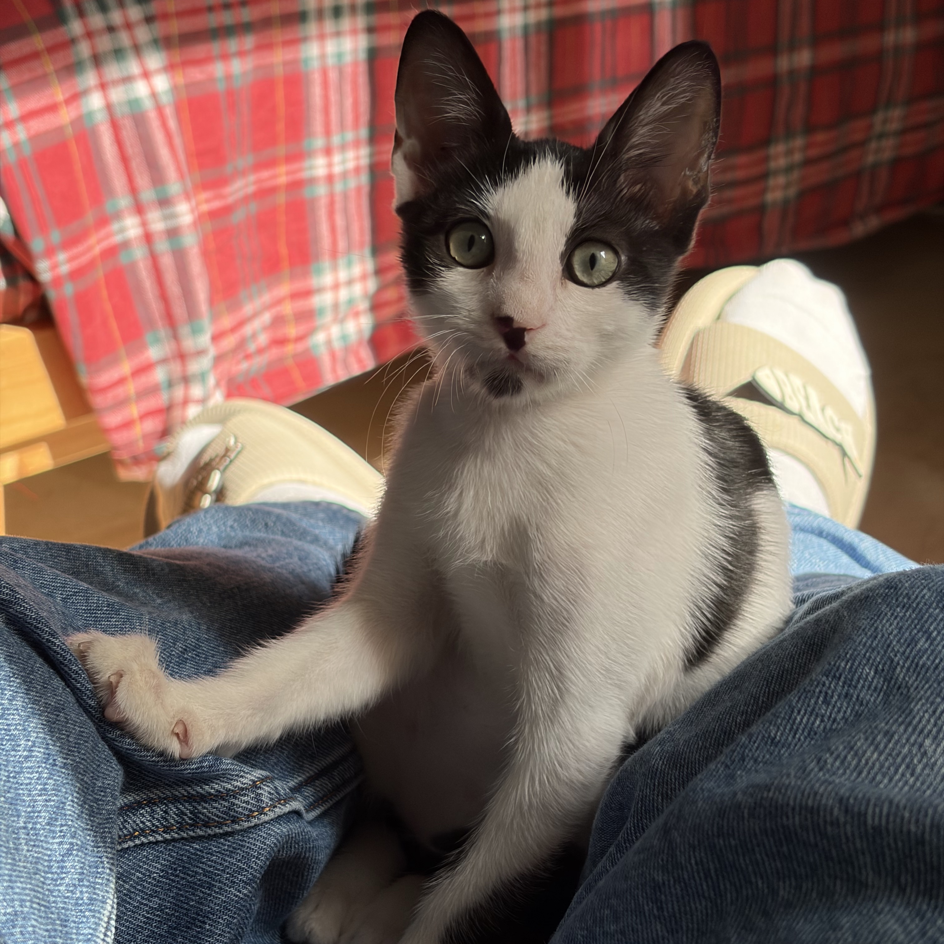 Gino