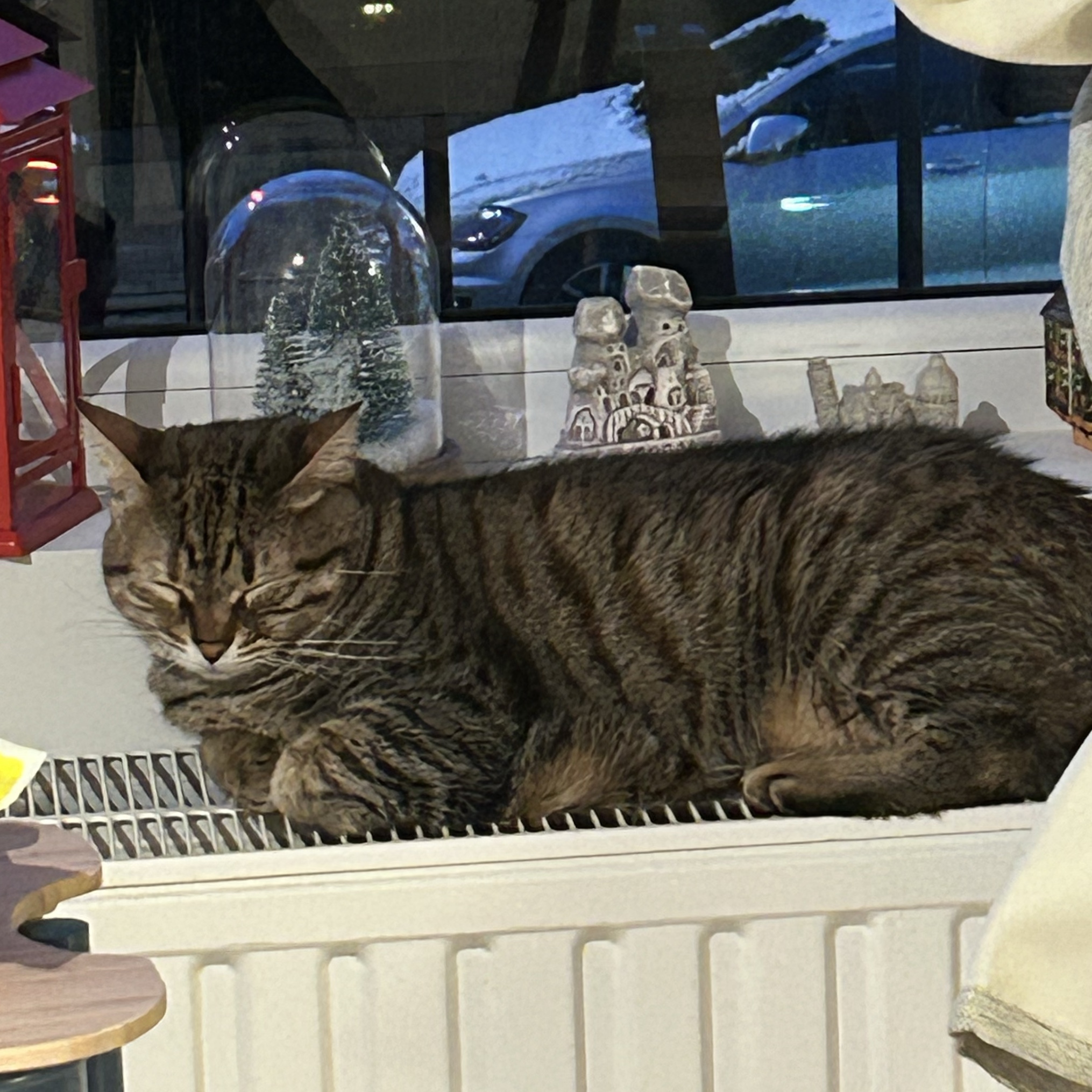 Pamuk