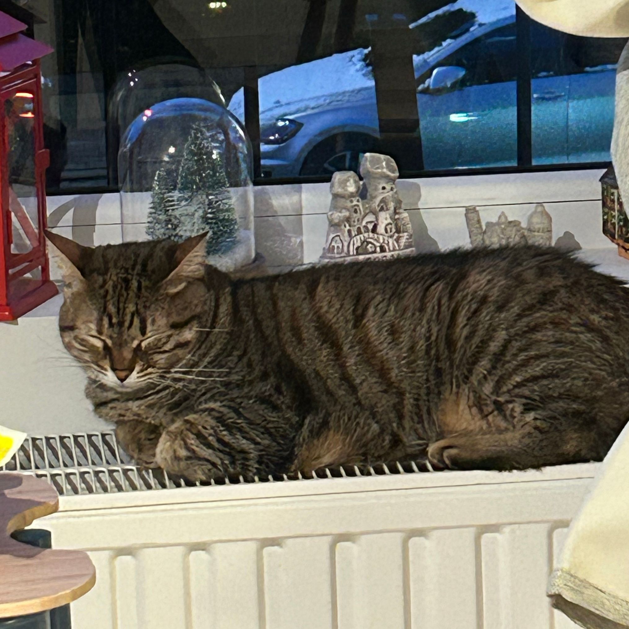 Pamuk