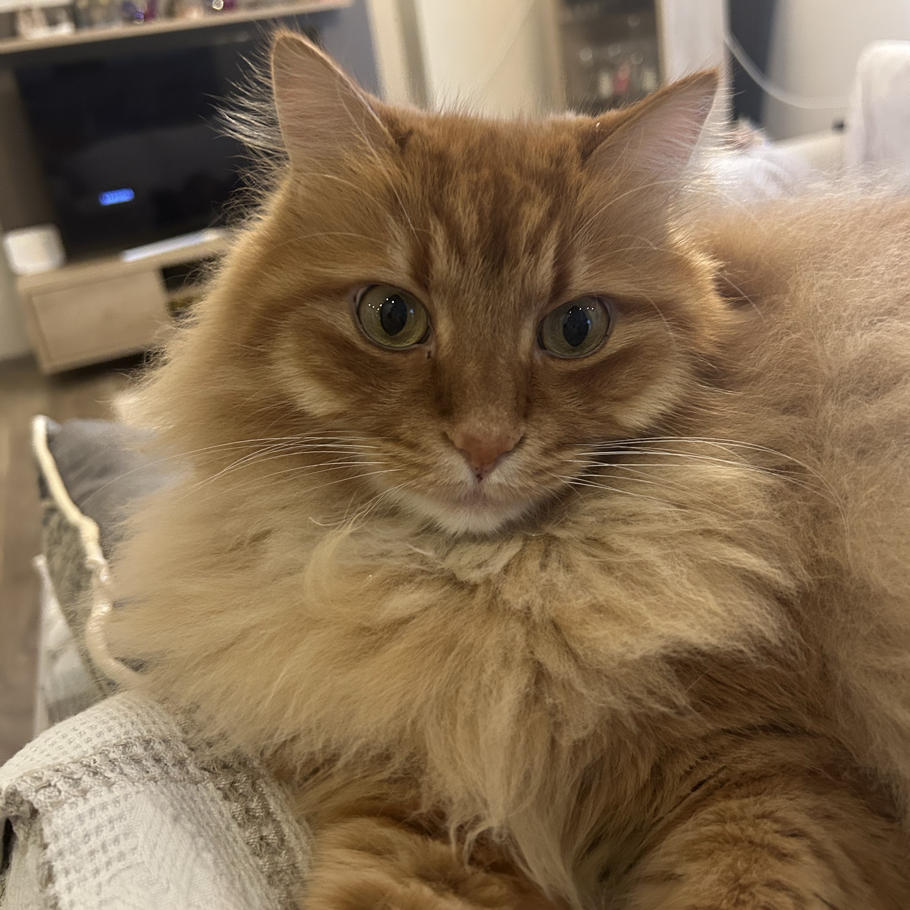 Simba