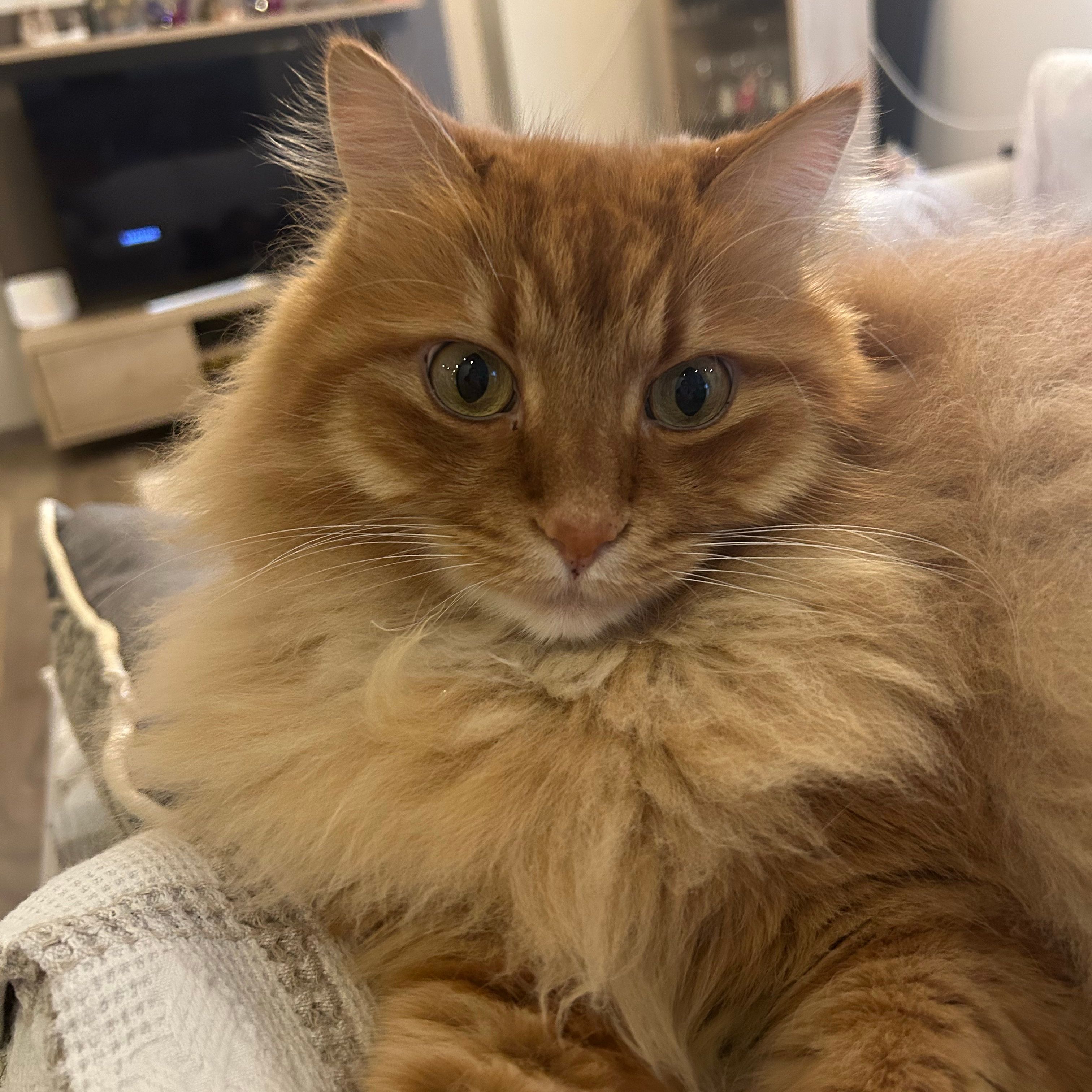 Simba