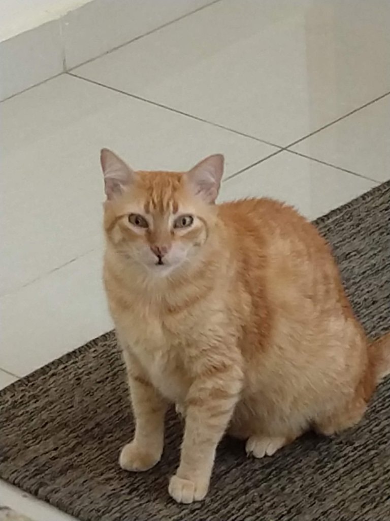 Gatao