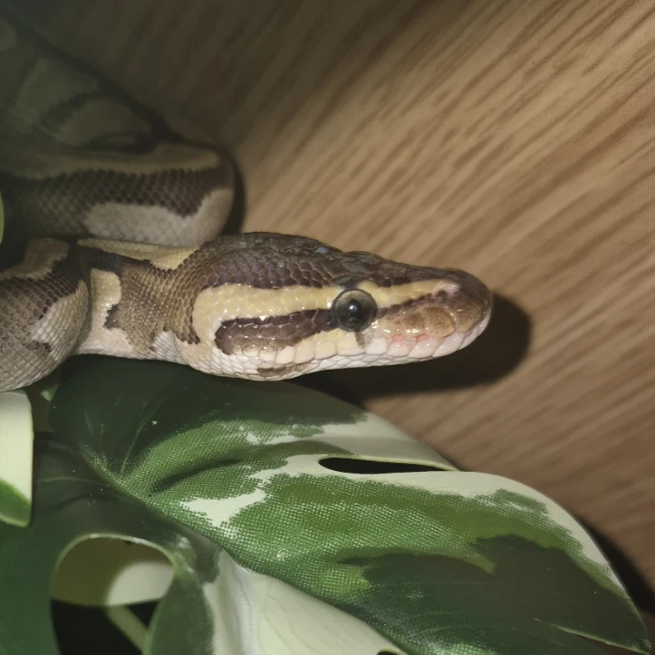 Athena