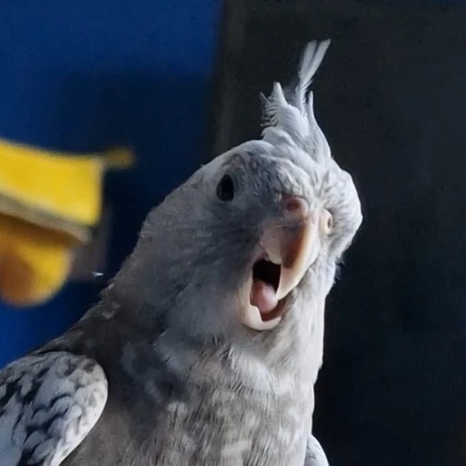 Todoroki