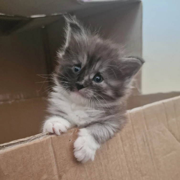 Freyja