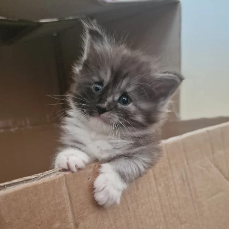 Freyja