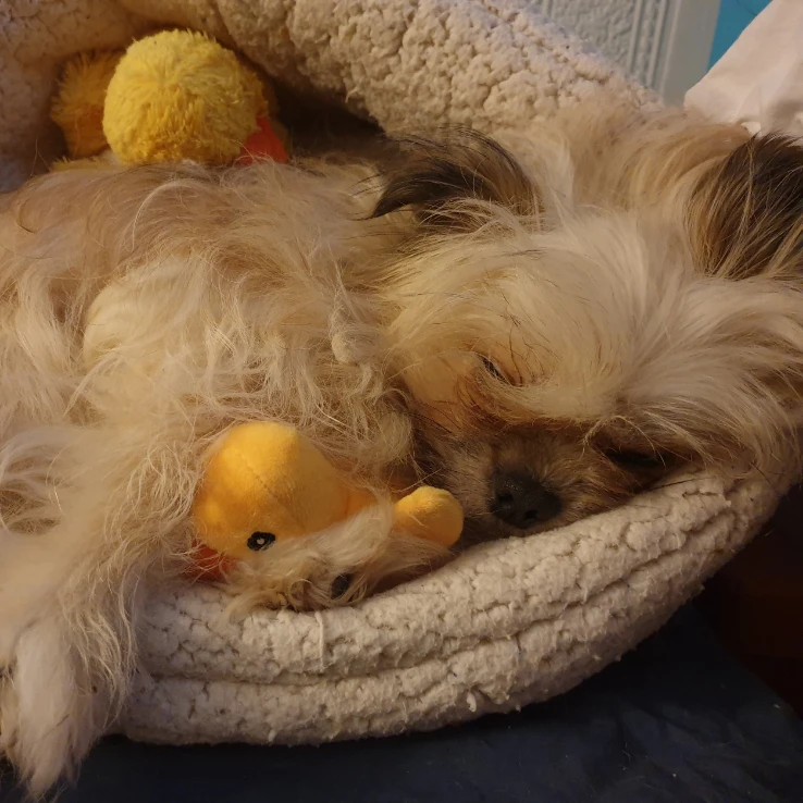Suki