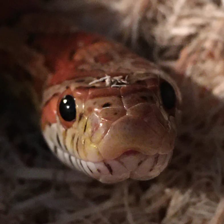 Pepper