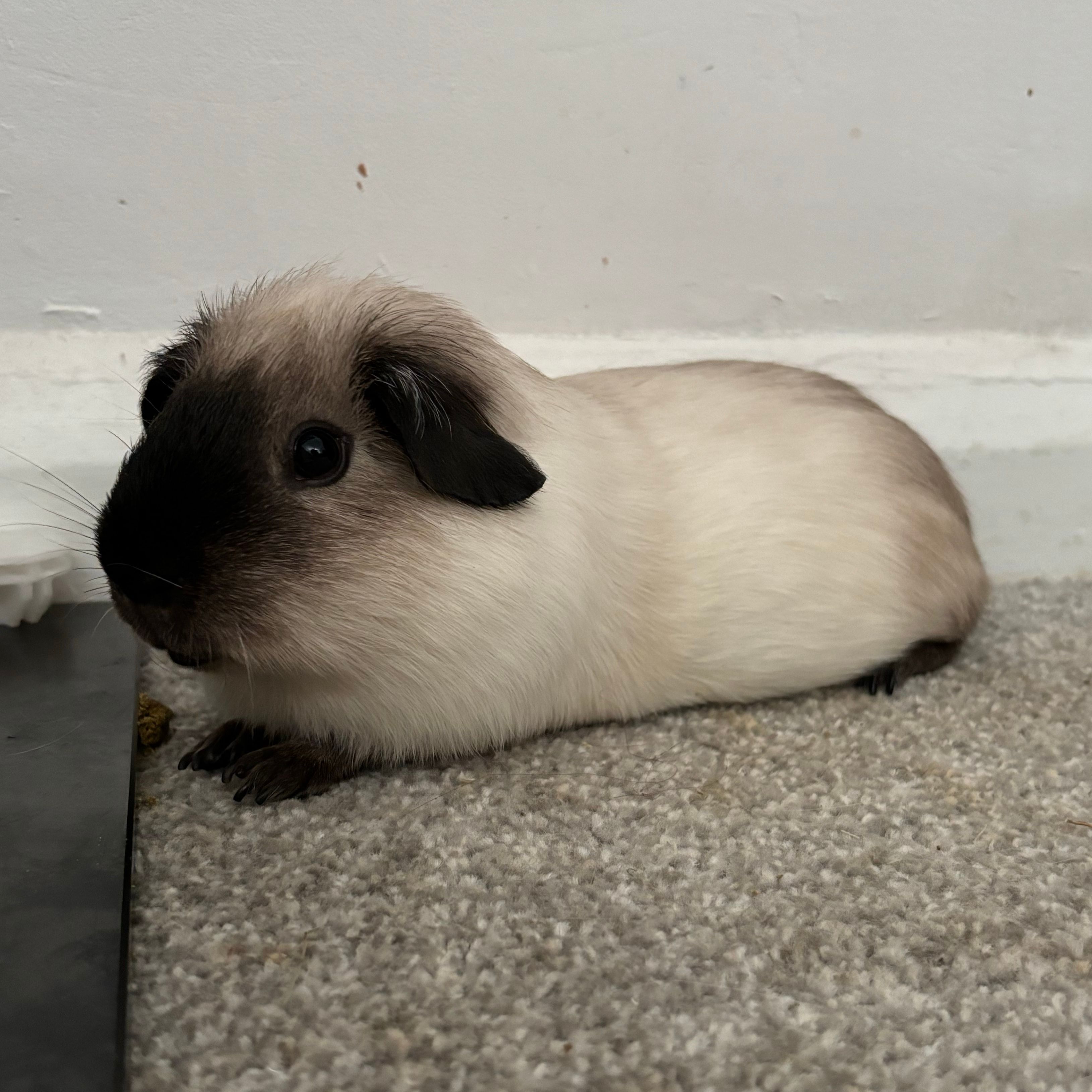 panda