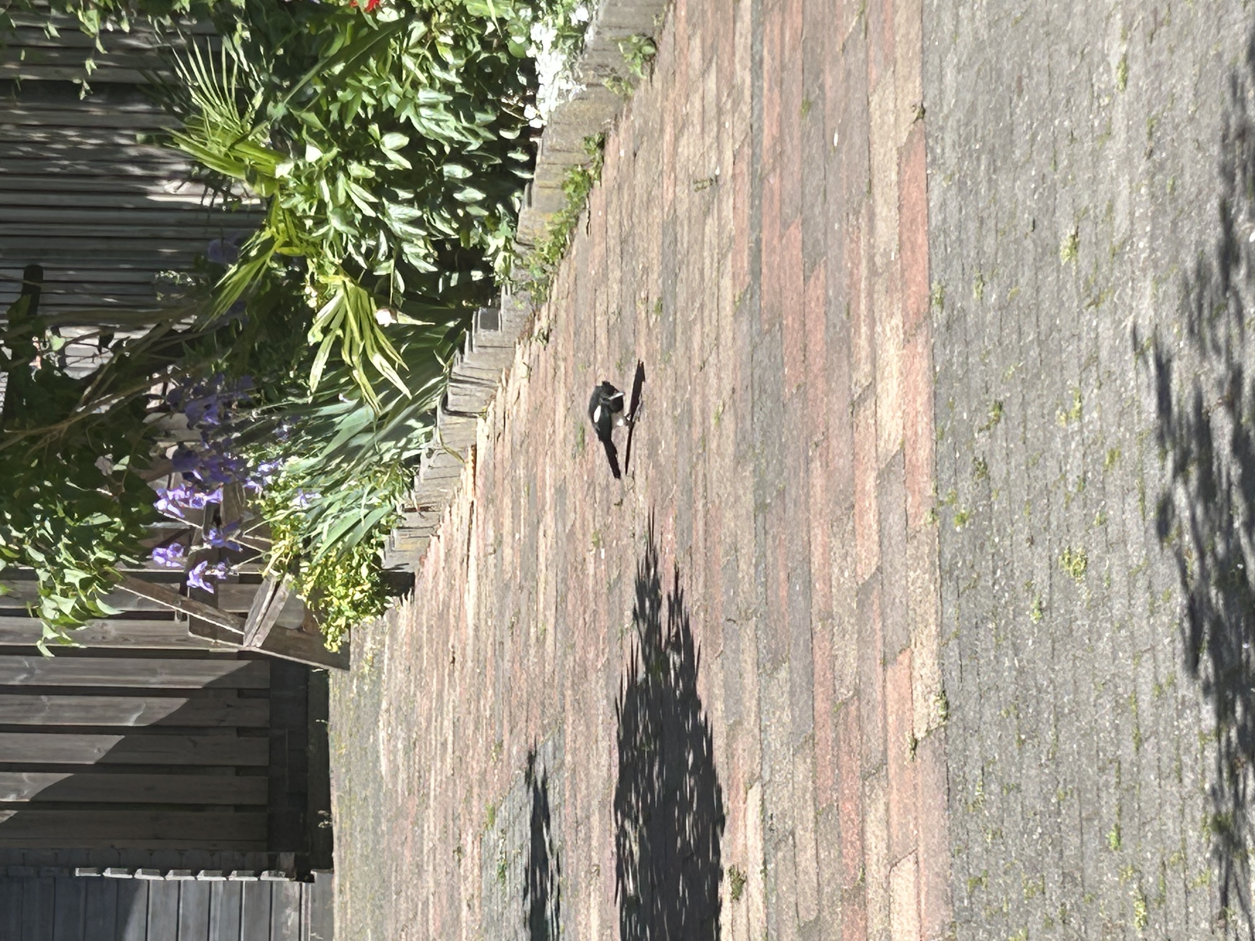 image-17