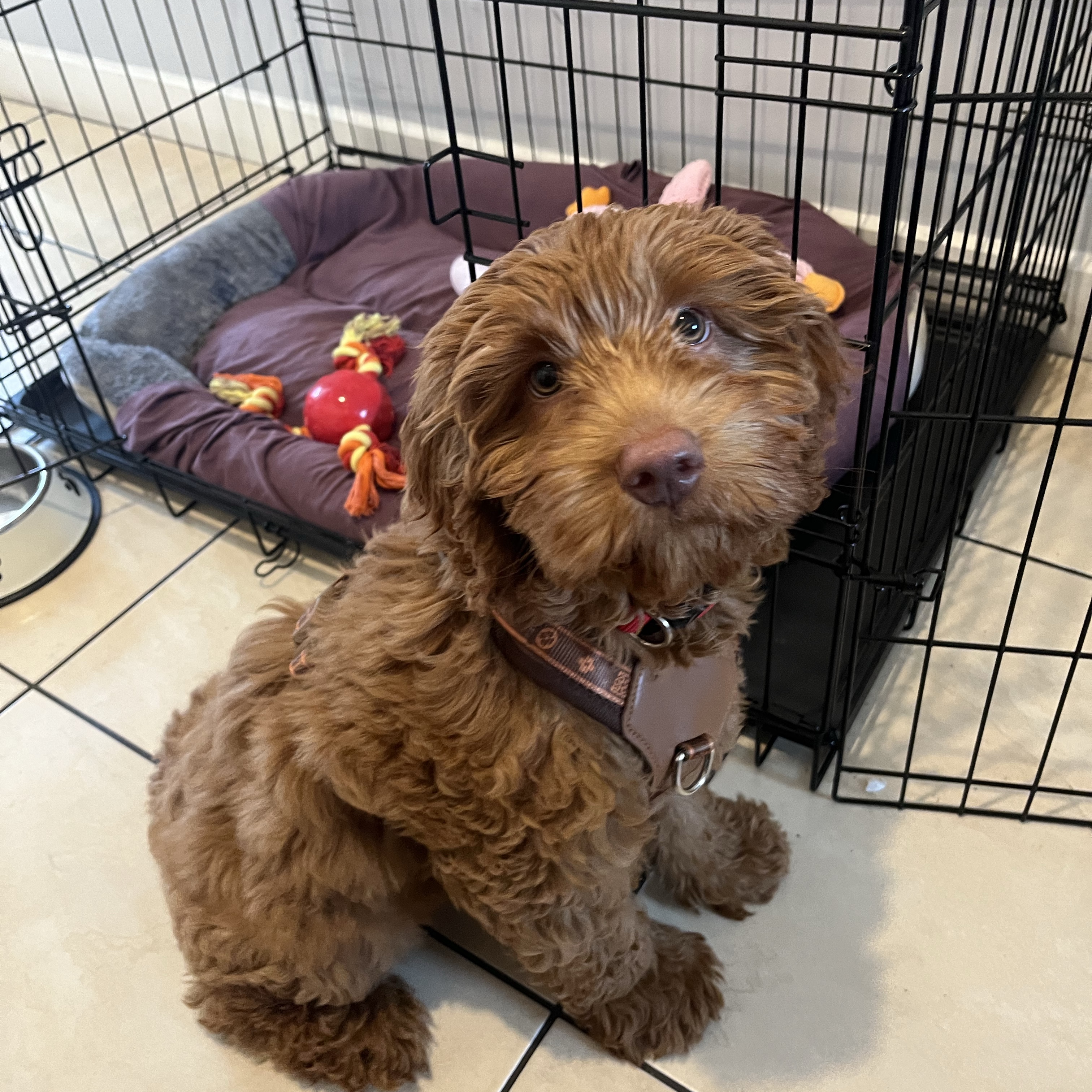 Bella