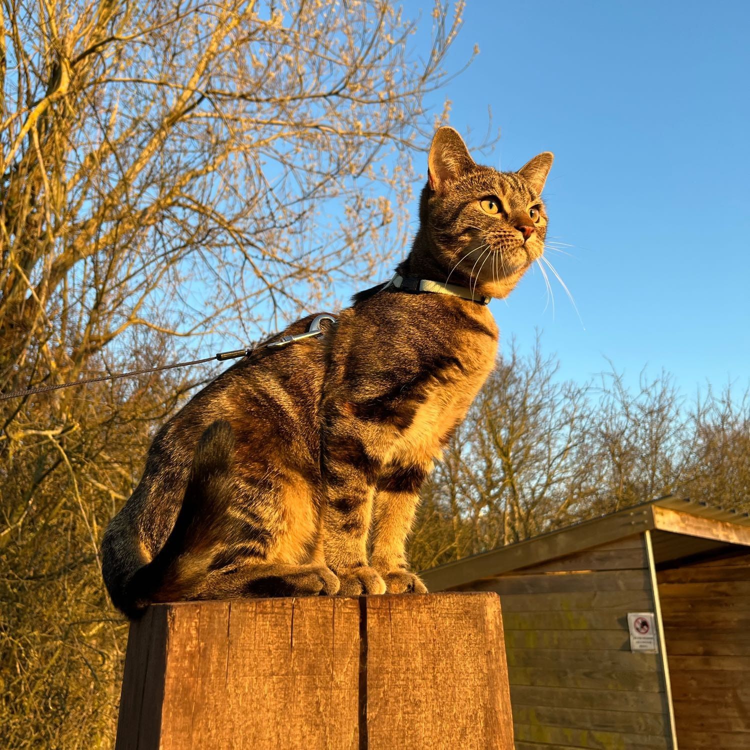 Willow