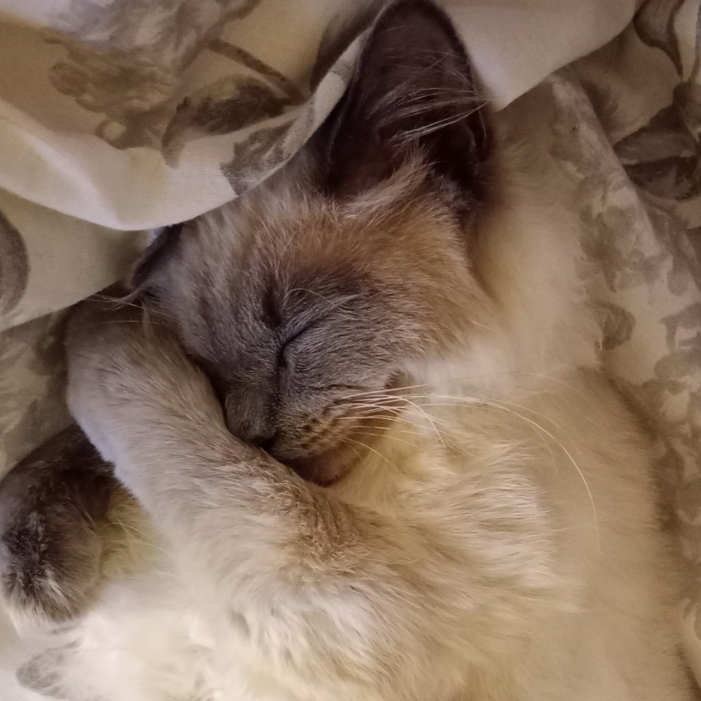Dusty