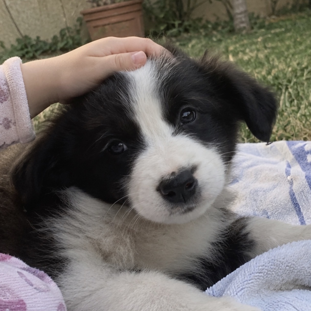 Lili