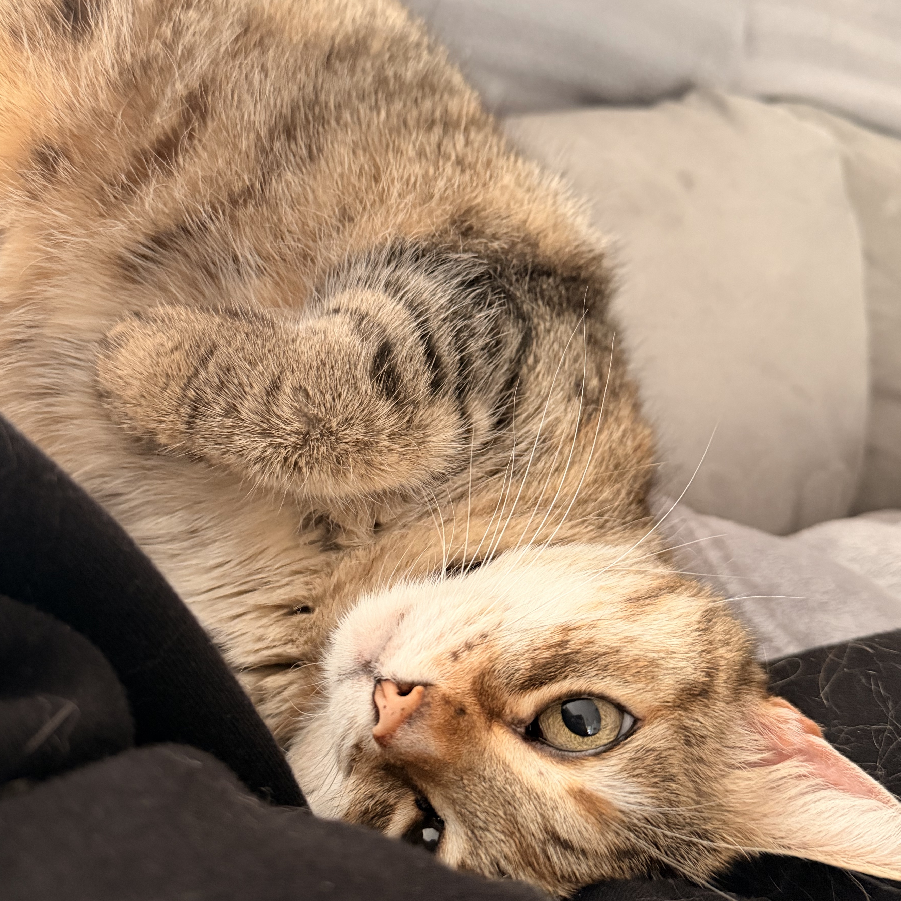 Zampina